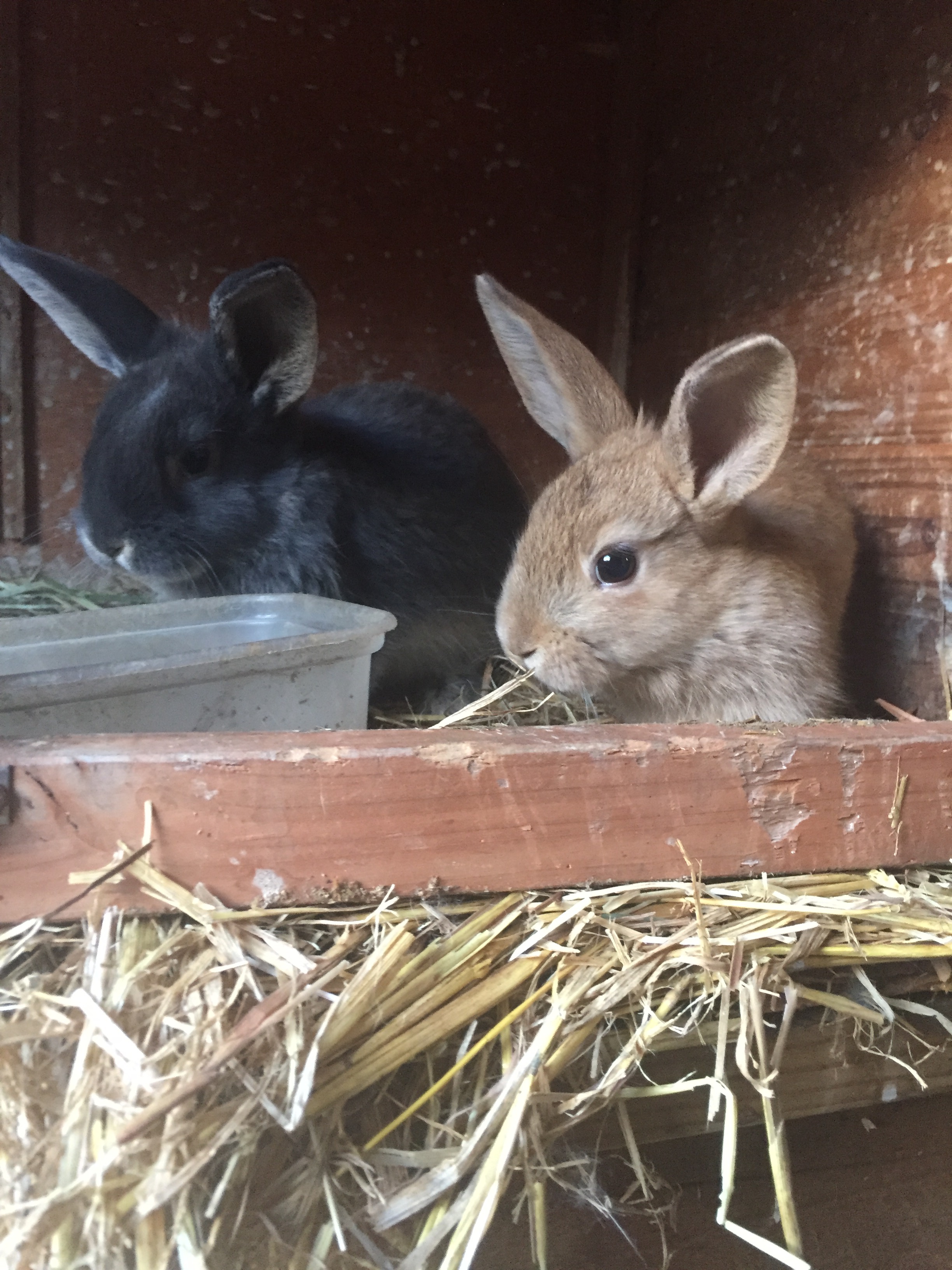Baby bunnies for sale UKPets