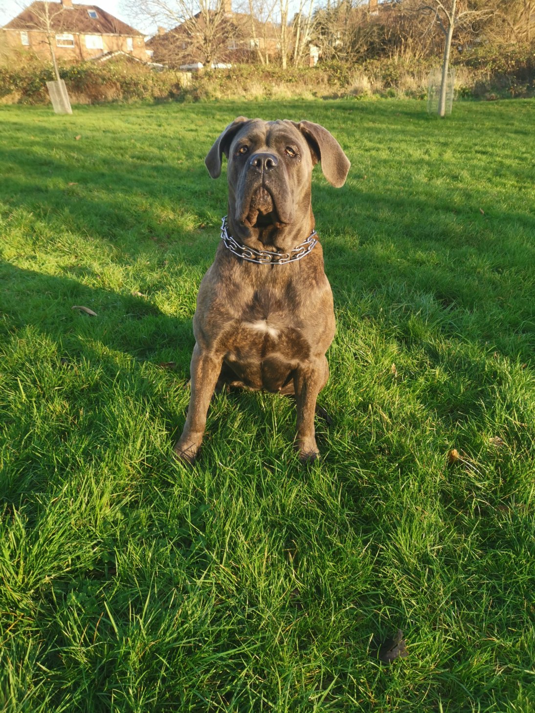 75+ Fully Trained Cane Corso For Sale Picture Bleumoonproductions