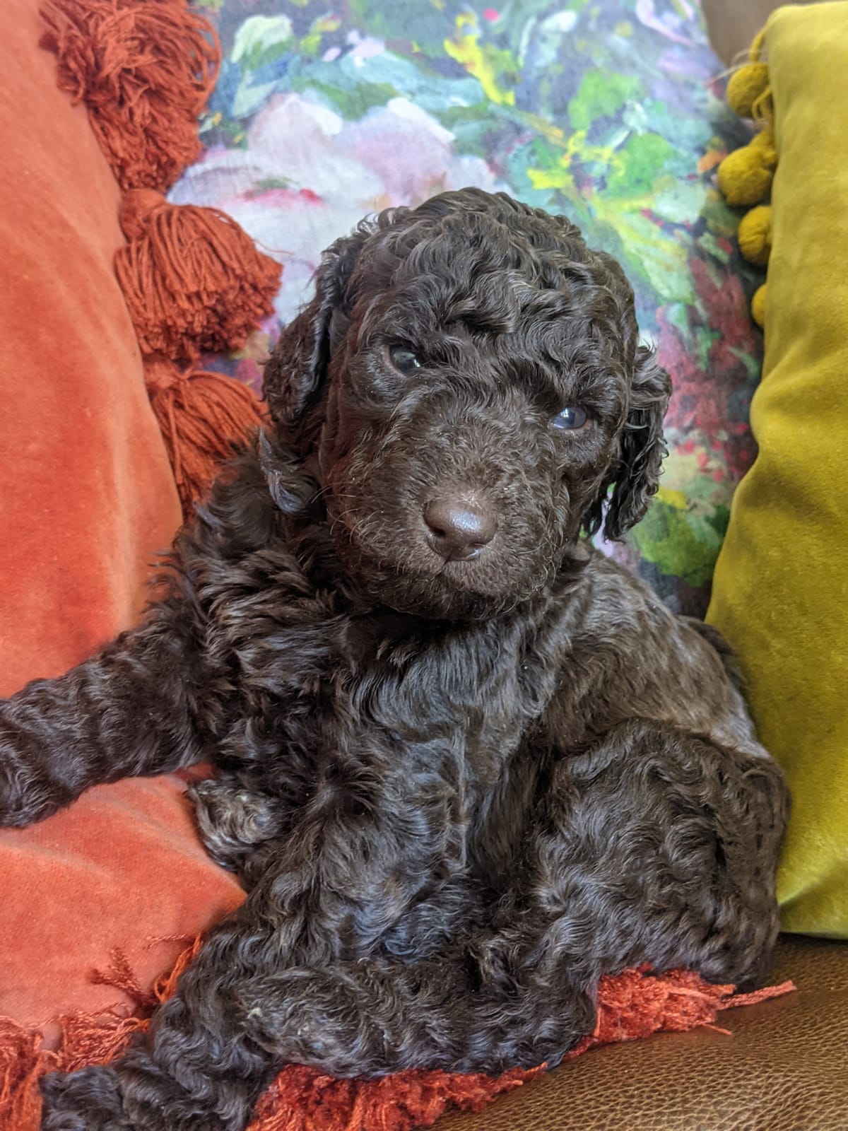 Beautiful F1b Labradoodle Puppies for Sale UKPets