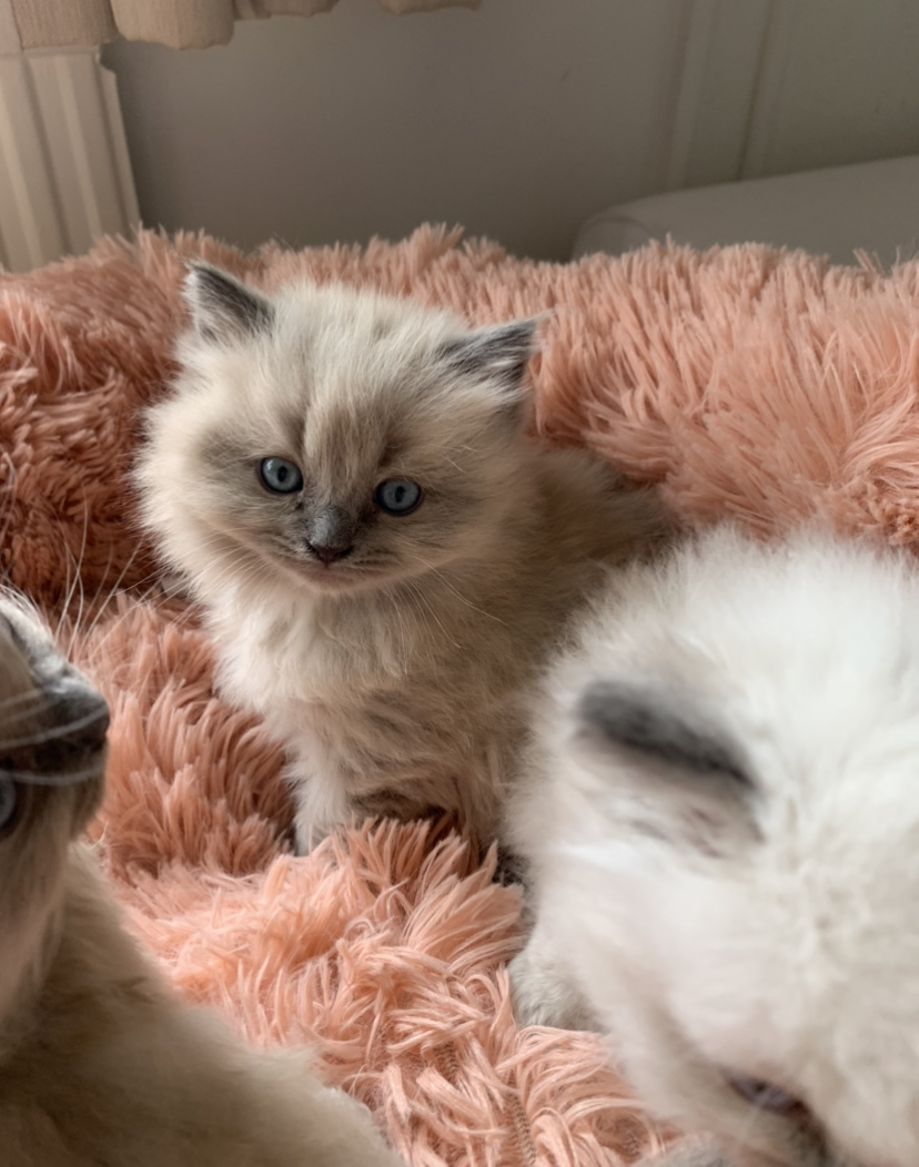 Ragdoll Kittens For Sale 2021 alligator fish aquarium
