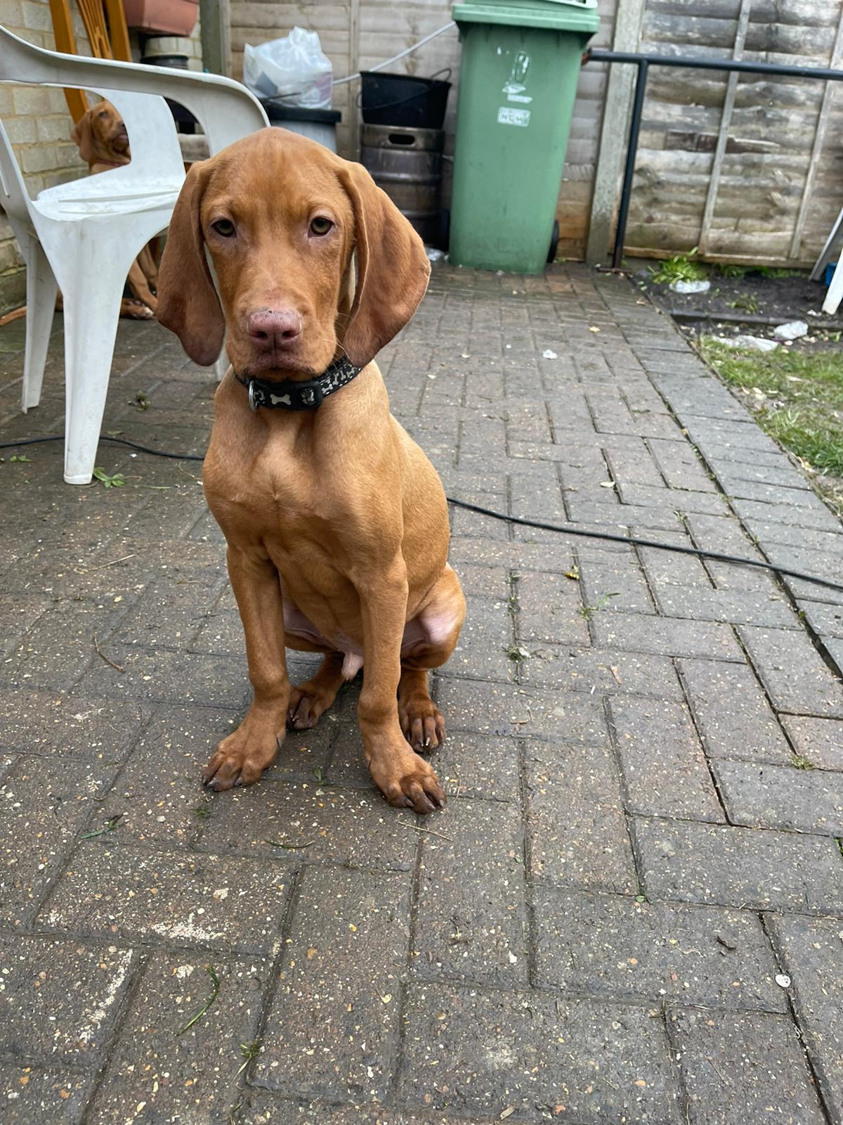 Hungarian vizsla puppies for sale UKPets