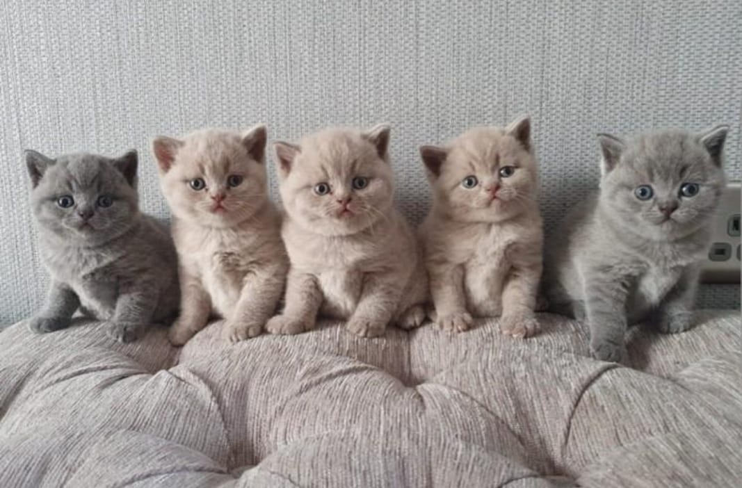 GCCF STUNNING CHUNKY british shorthair kittens registered pedigree
