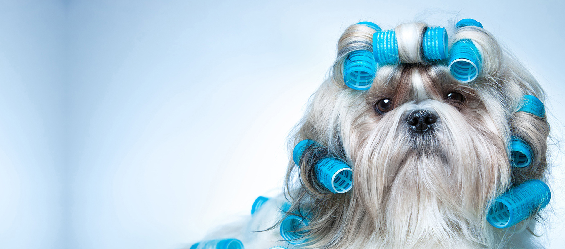 Cloud Canine Salon Dog Grooming in Little Falls, NJ Serving