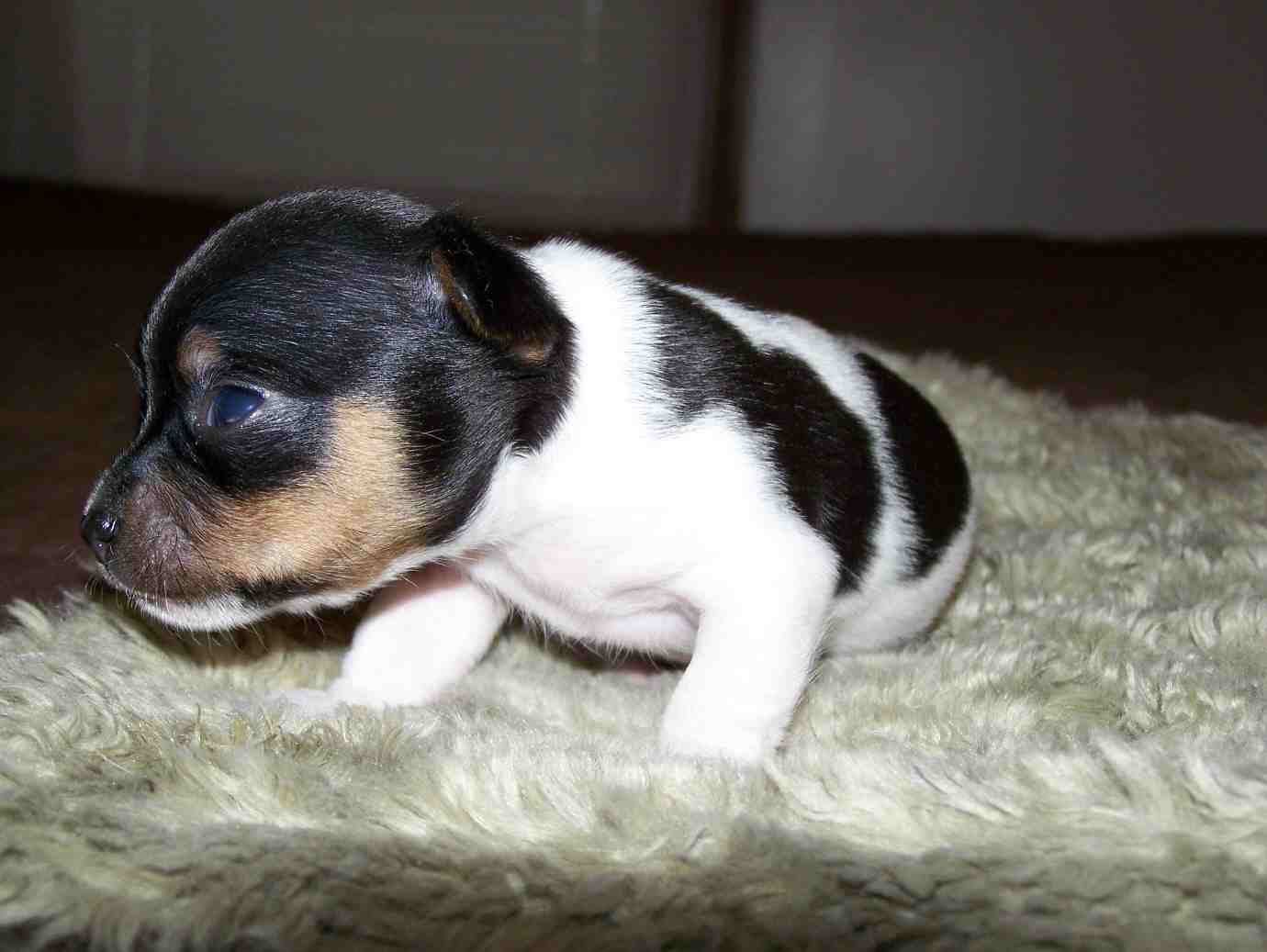 Cloud Dancer Tiny and Toy Rat Terriers