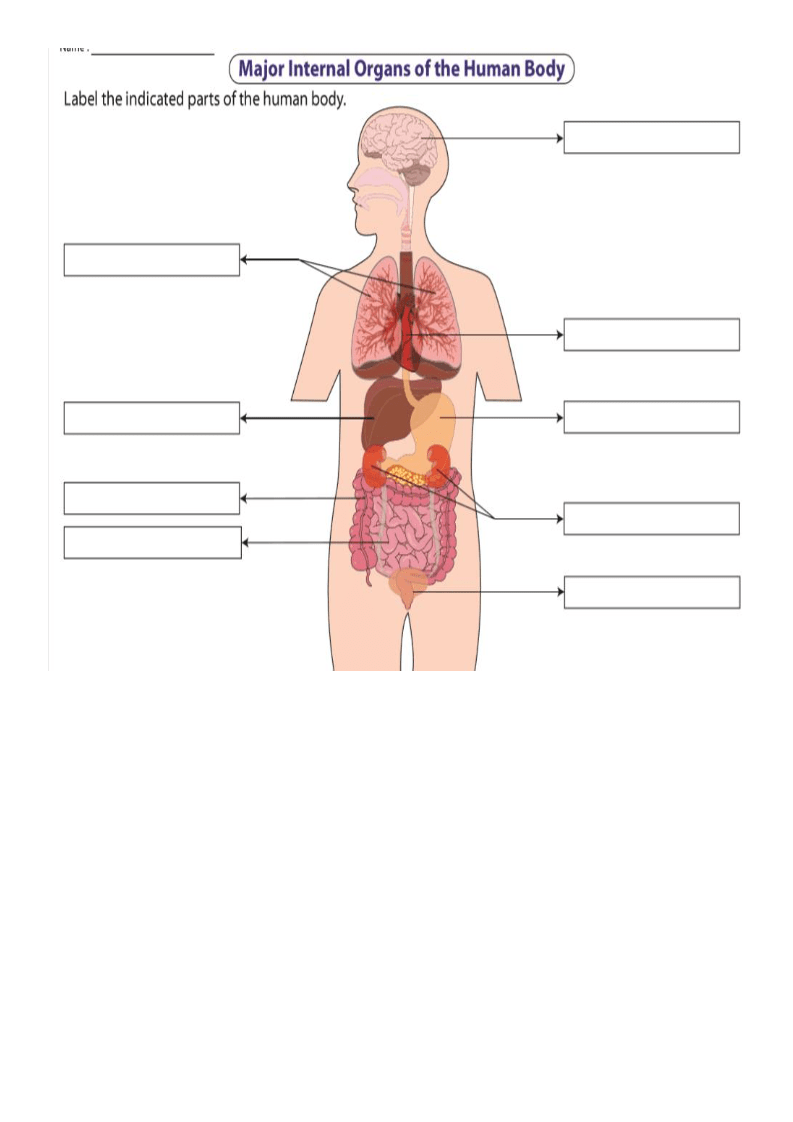 Label the organs 2