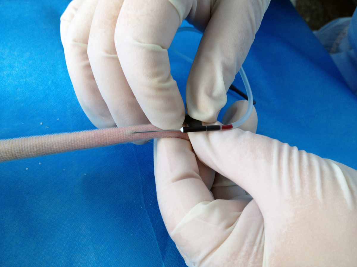 Repeated Blood Collection from Tail Vein of NonAnesthetized Rats with