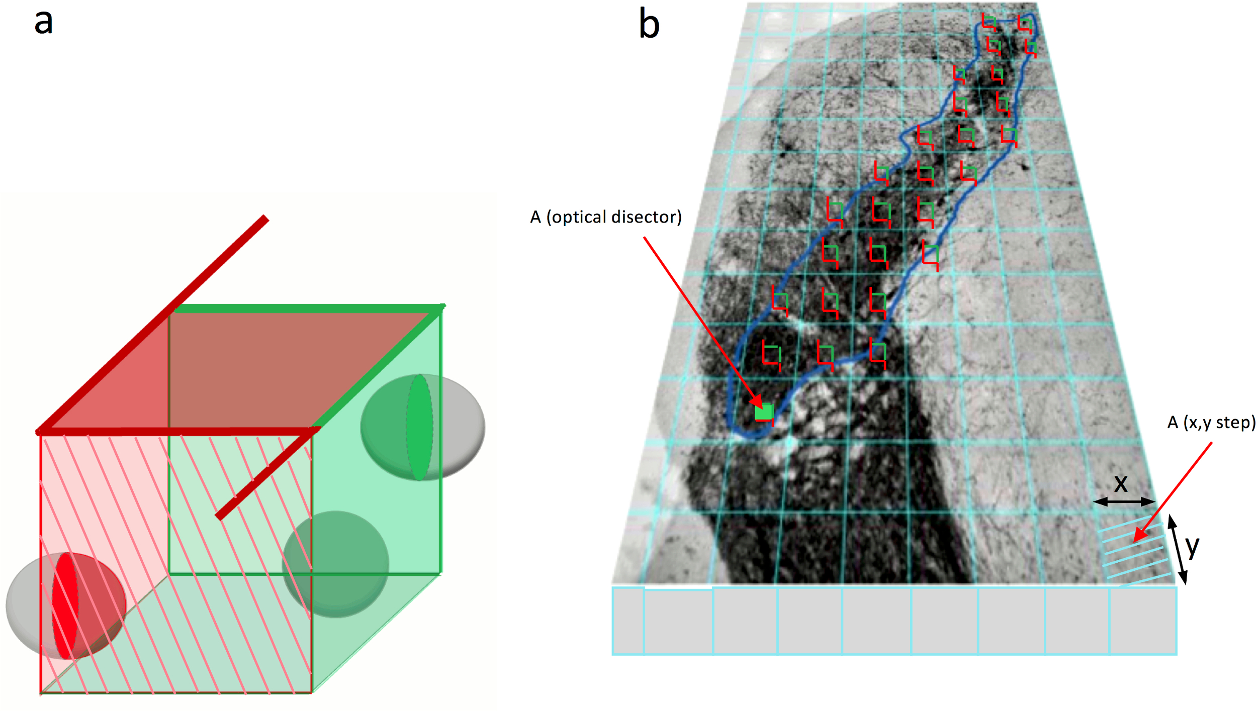 Stereological Estimation of Dopaminergic Neuron Number in the Mouse