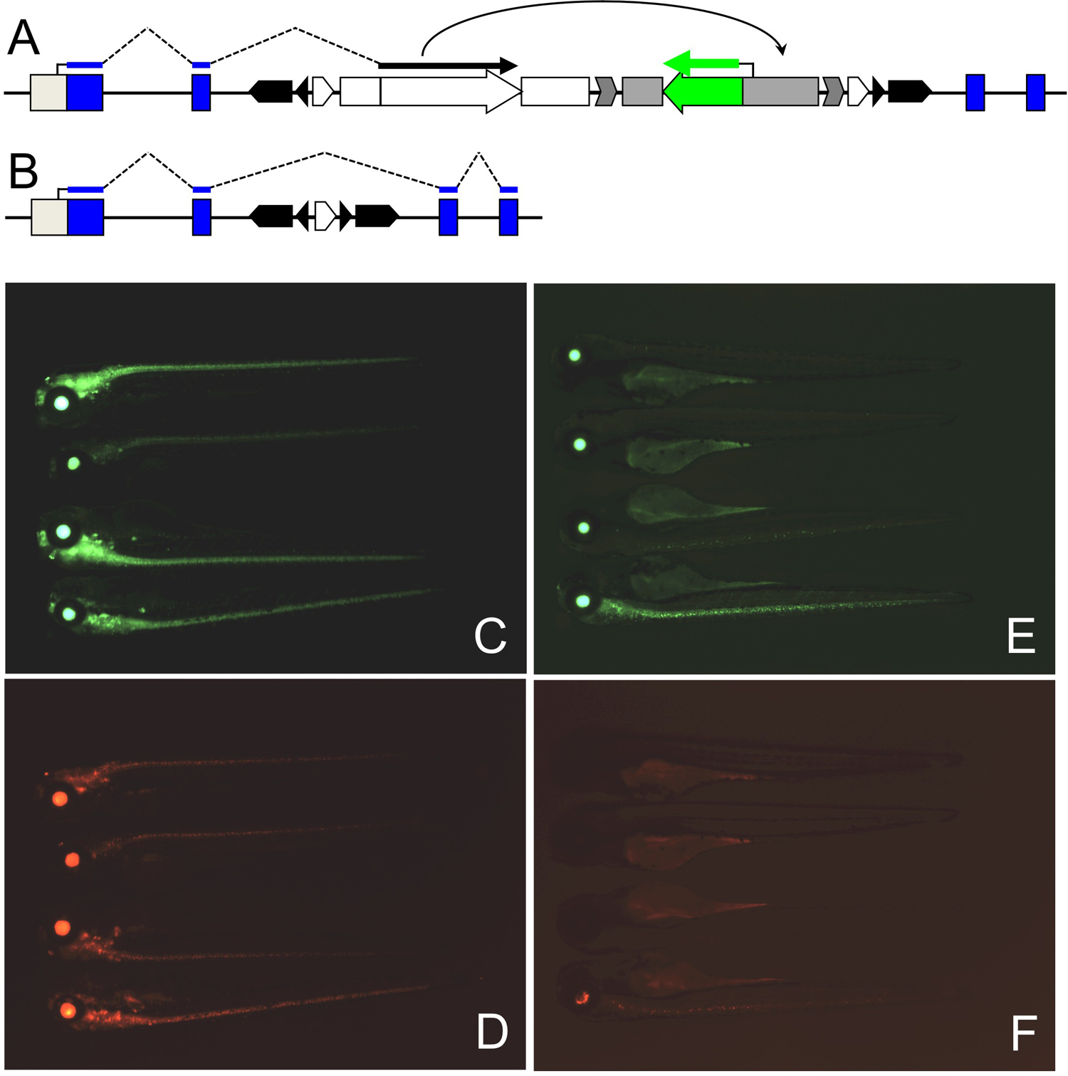 Gene Trapping Using Gal4 in Zebrafish Protocol
