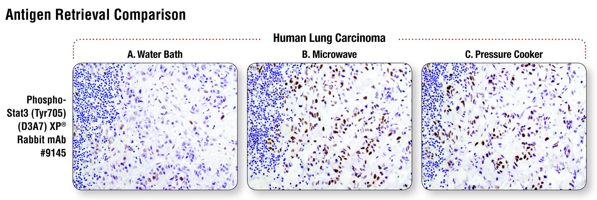 Immunohistochemistry Protocol for Paraffinembedded Tissue Sections