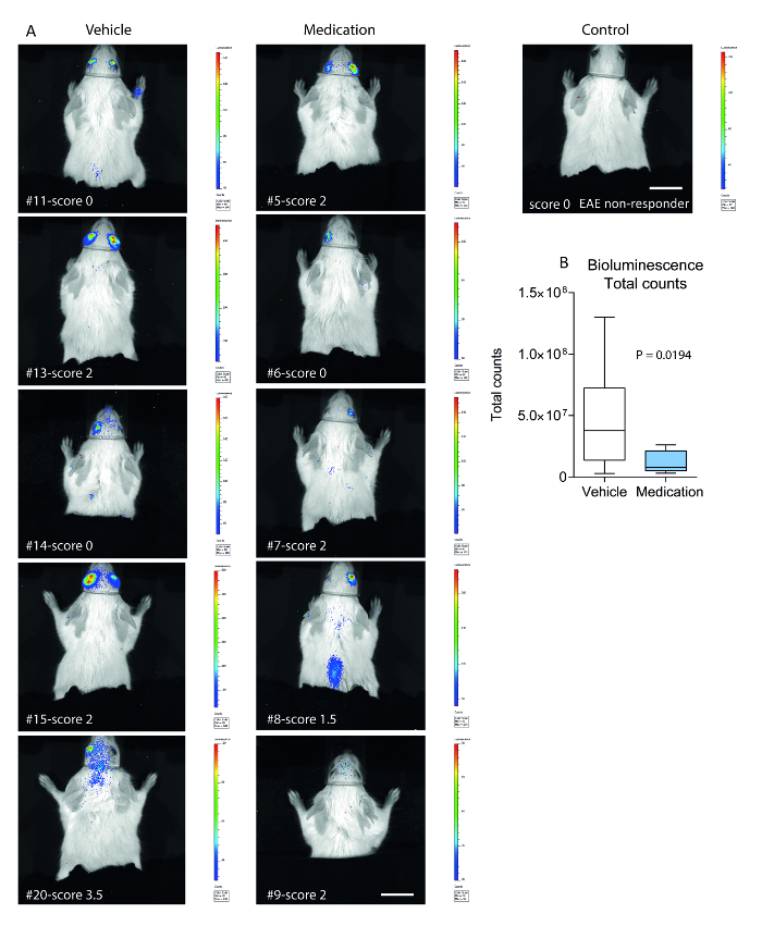 Bioluminescence and Nearinfrared Imaging of Optic Neuritis and Brain