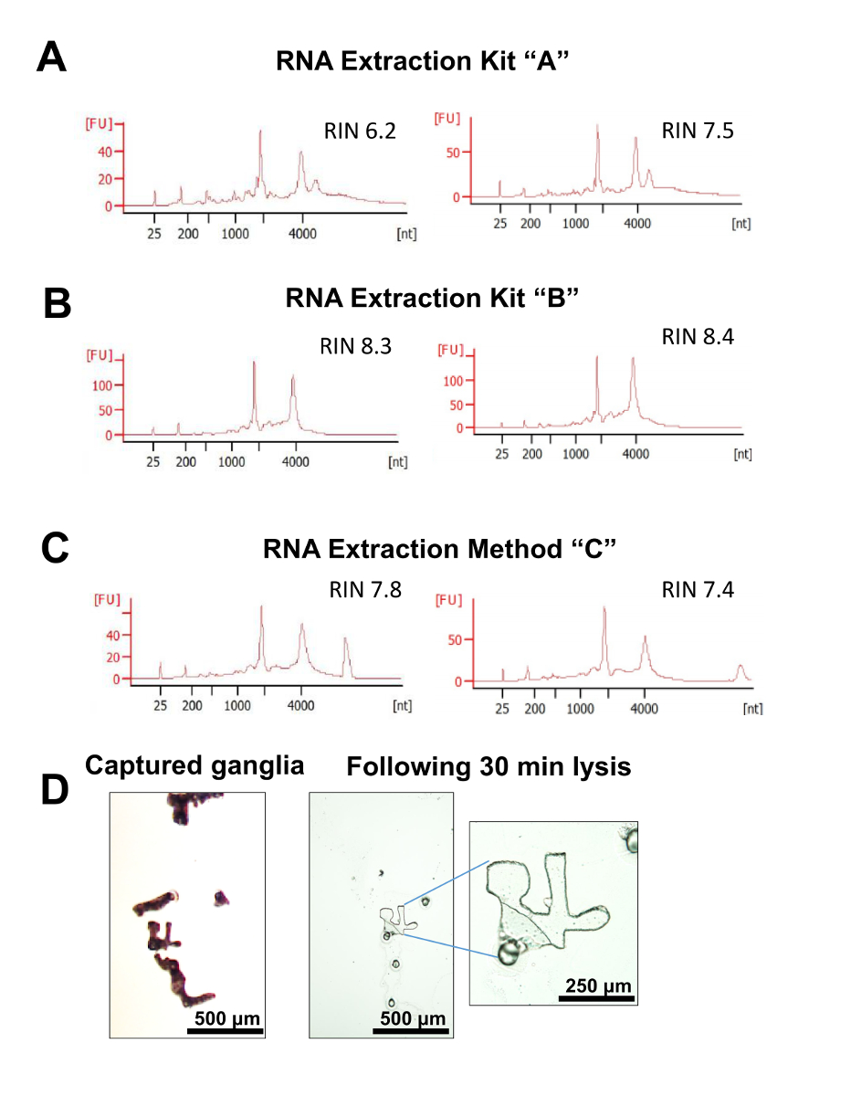 Optimization Of Laser Capture Microdissection For The Isolation Of