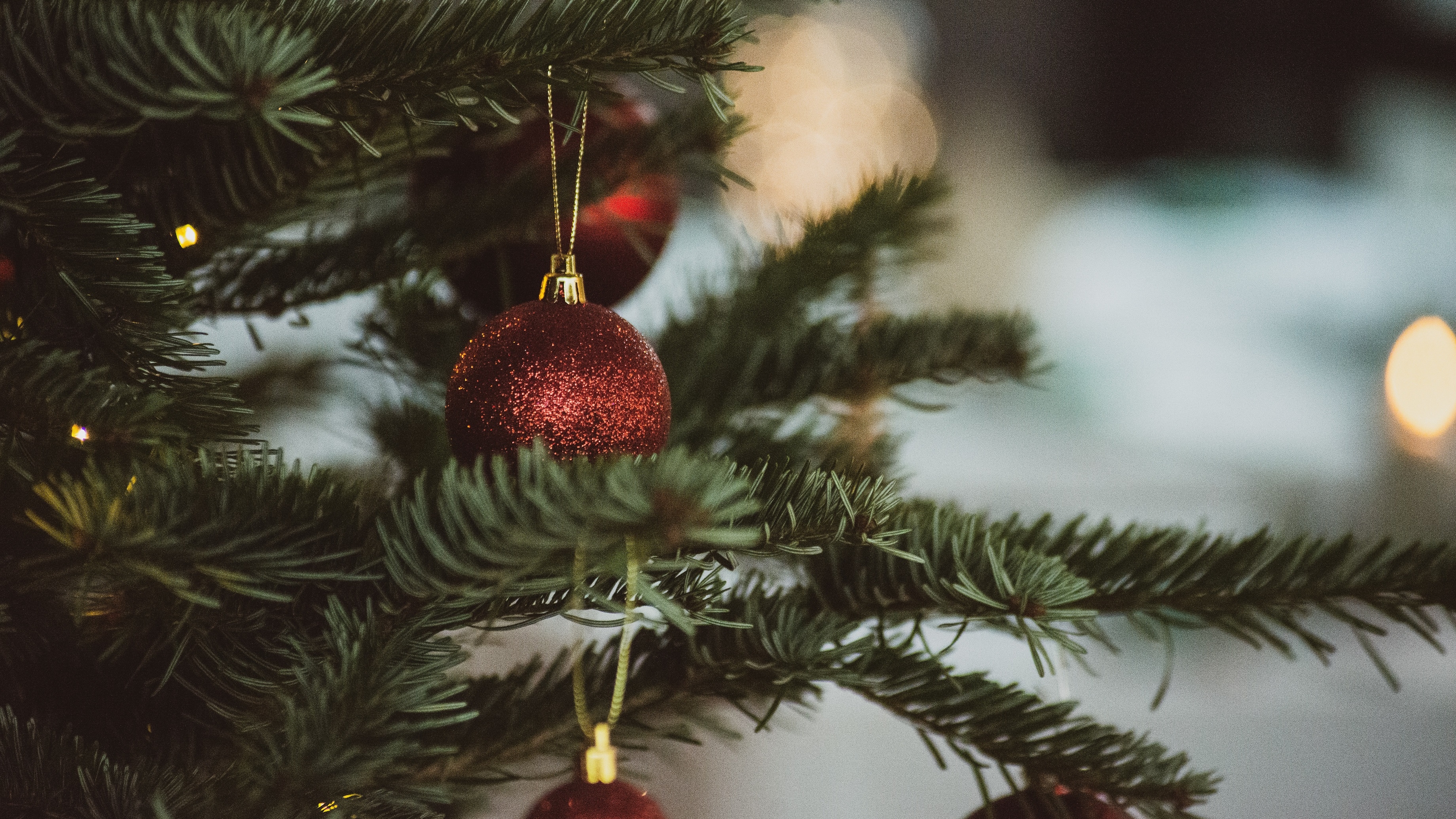 Wann Weihnachtsbaum Kaufen? Zeitpunkt, Lagerung Und Pflege Des Tannenbaums