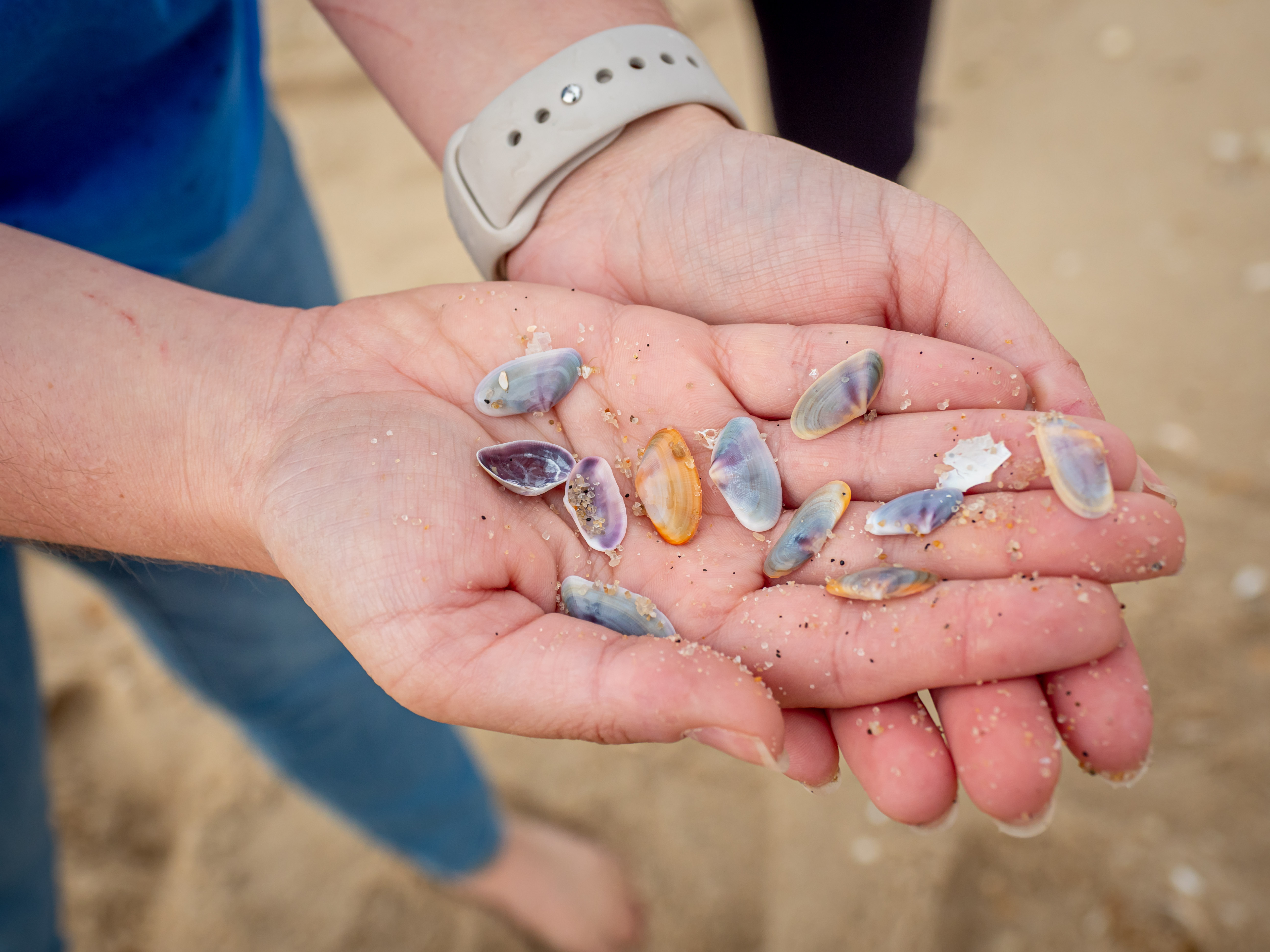 Seashells around Sandy Hook Beach