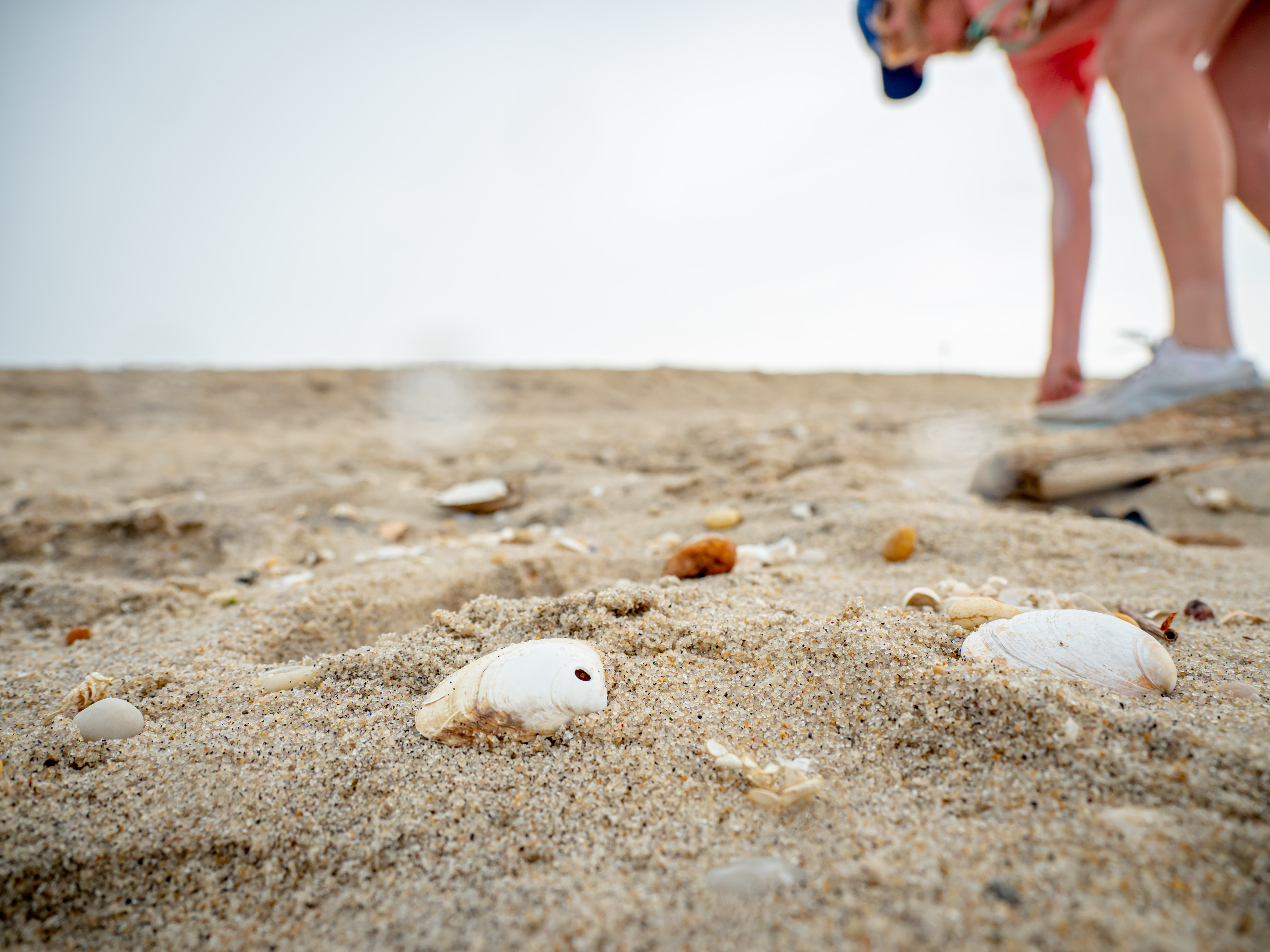Seashells around Sandy Hook Beach