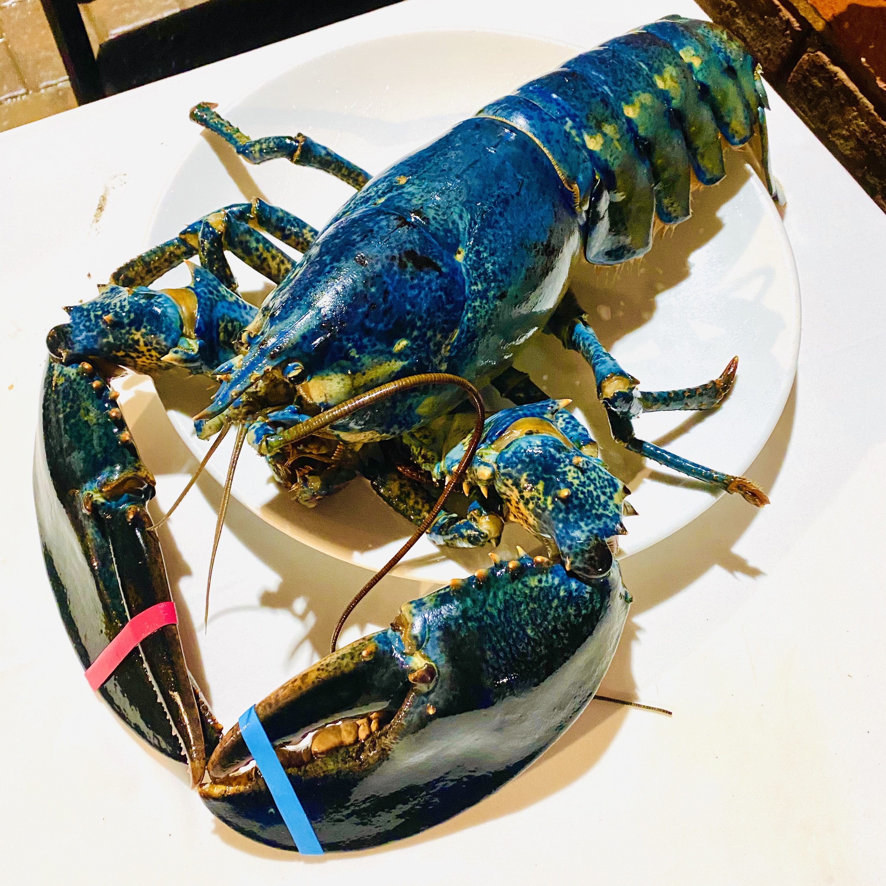 Colorful Lobster