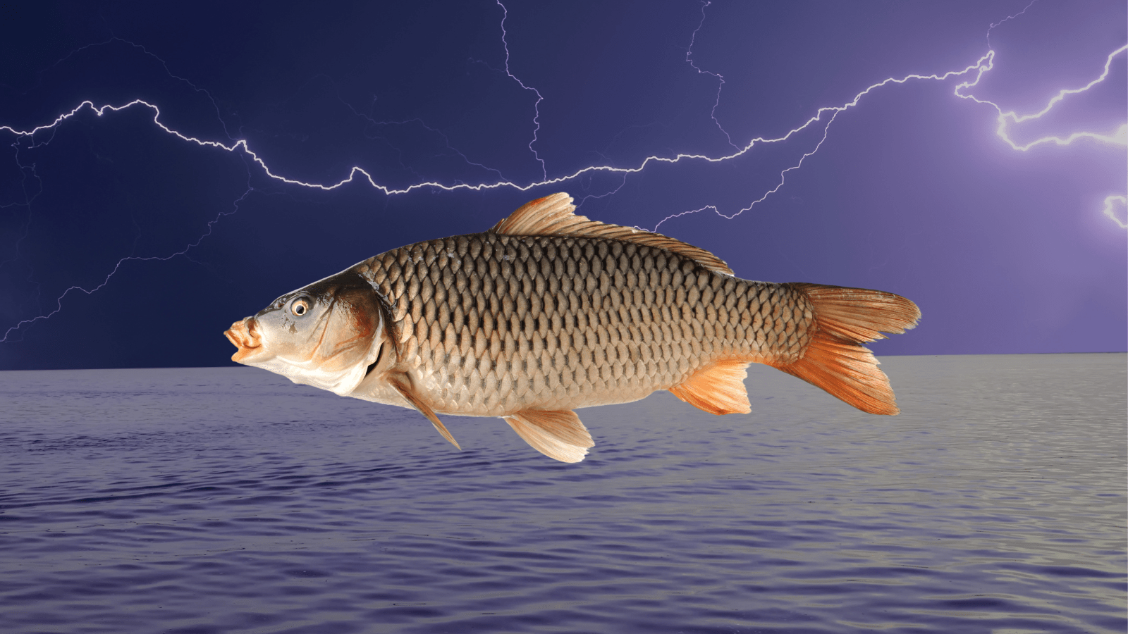 Asian Carp Invasive Species