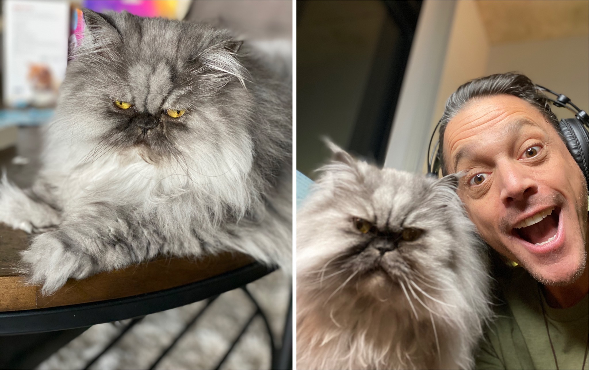 ‘Smooshyfaced’ cats can’t show emotions, vexing humans everywhere WDBO