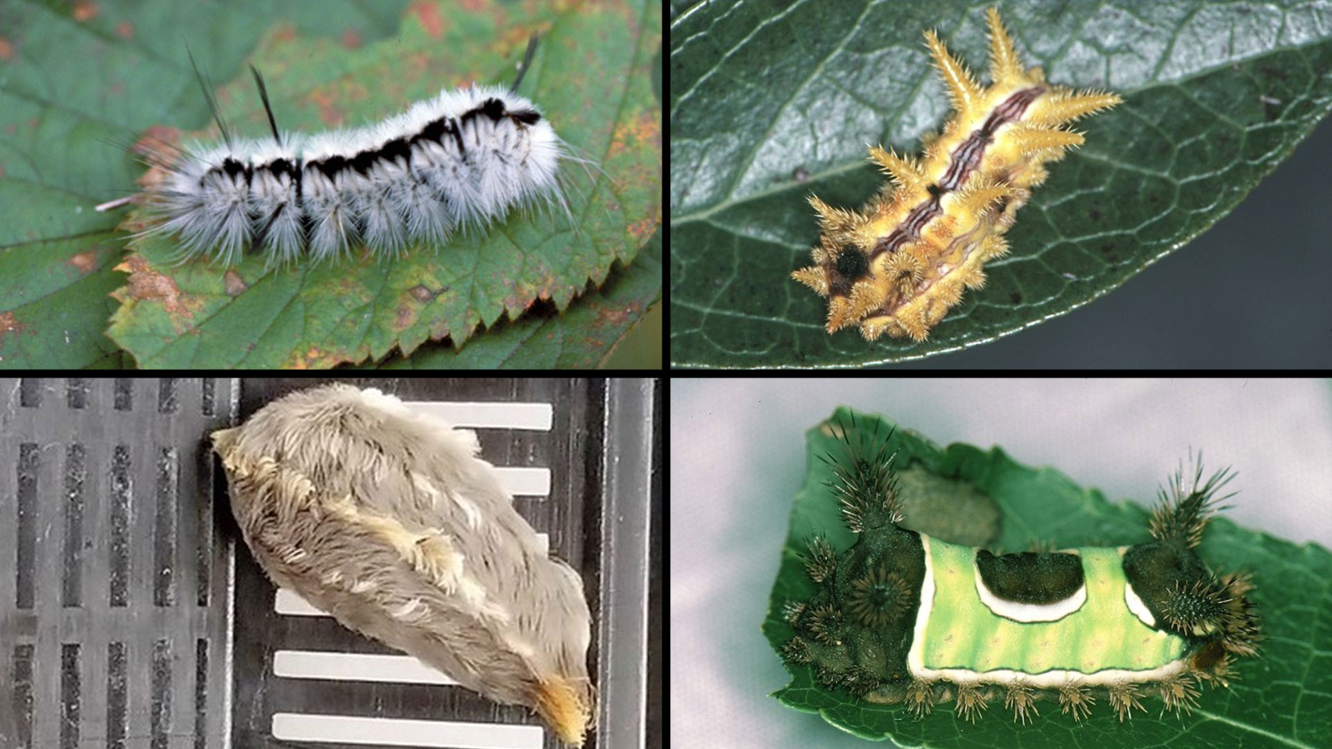 Black And Orange Fuzzy Caterpillar Texas 10 Remarkable Types Of