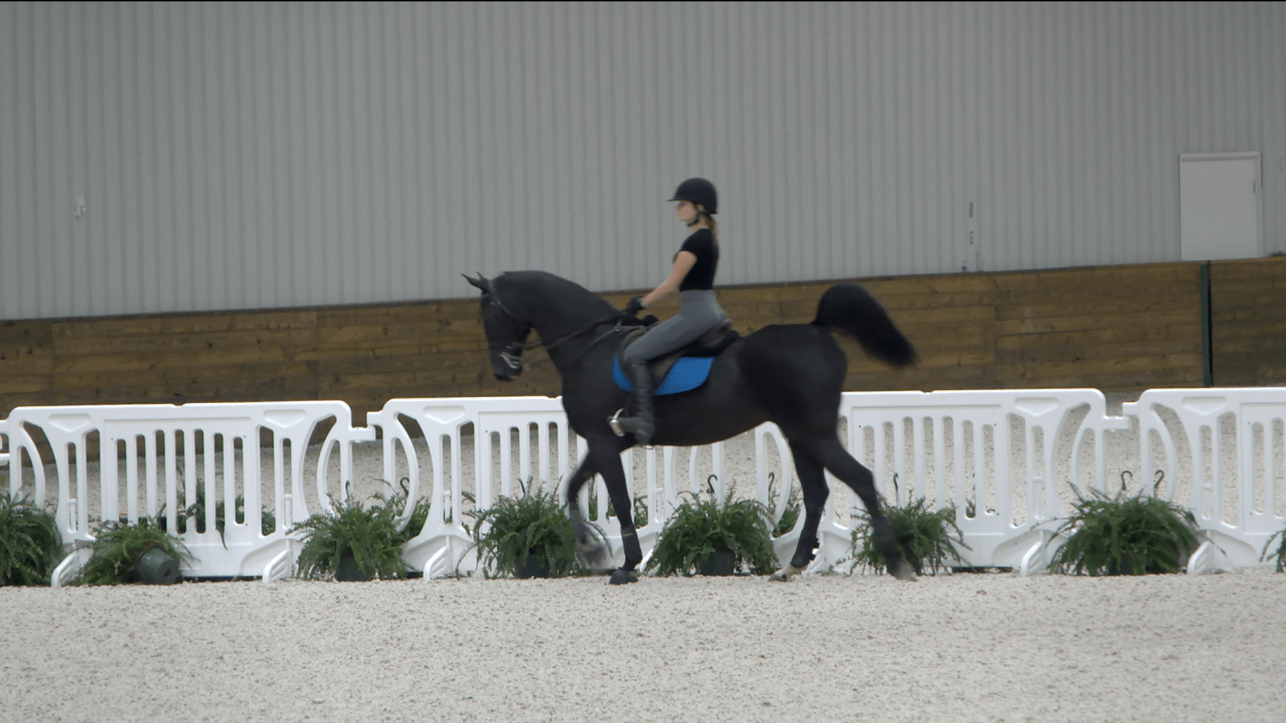 Schedule Ocala International Horse Show And Fun 2023 Inaugural Ocala International Horse Show Debuts At World Equestrian Center