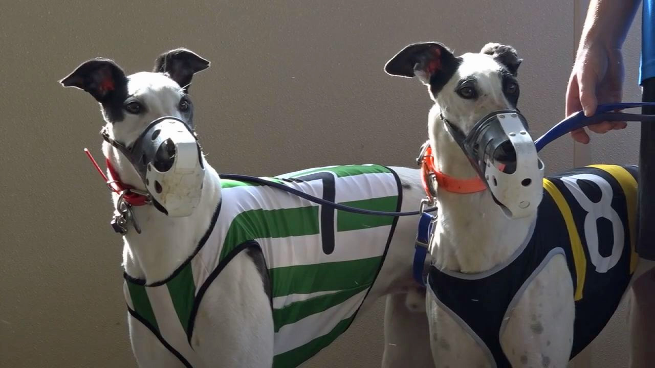 Are The Dog Tracks In Florida Closing