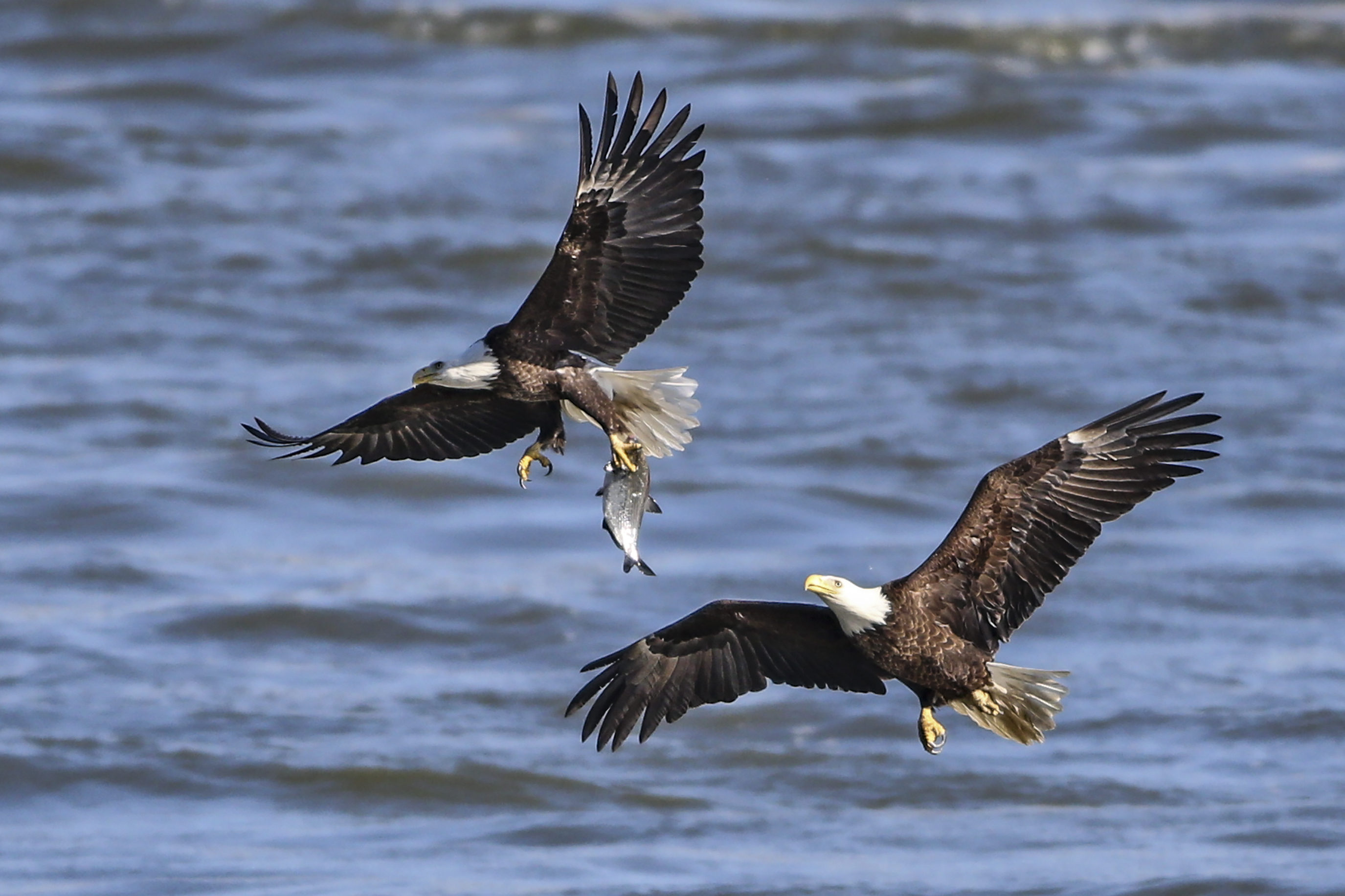 Conowingo Dam Eagle Day 2023 People Flock To Conowingo Dam To See Bald Eagles | Photos