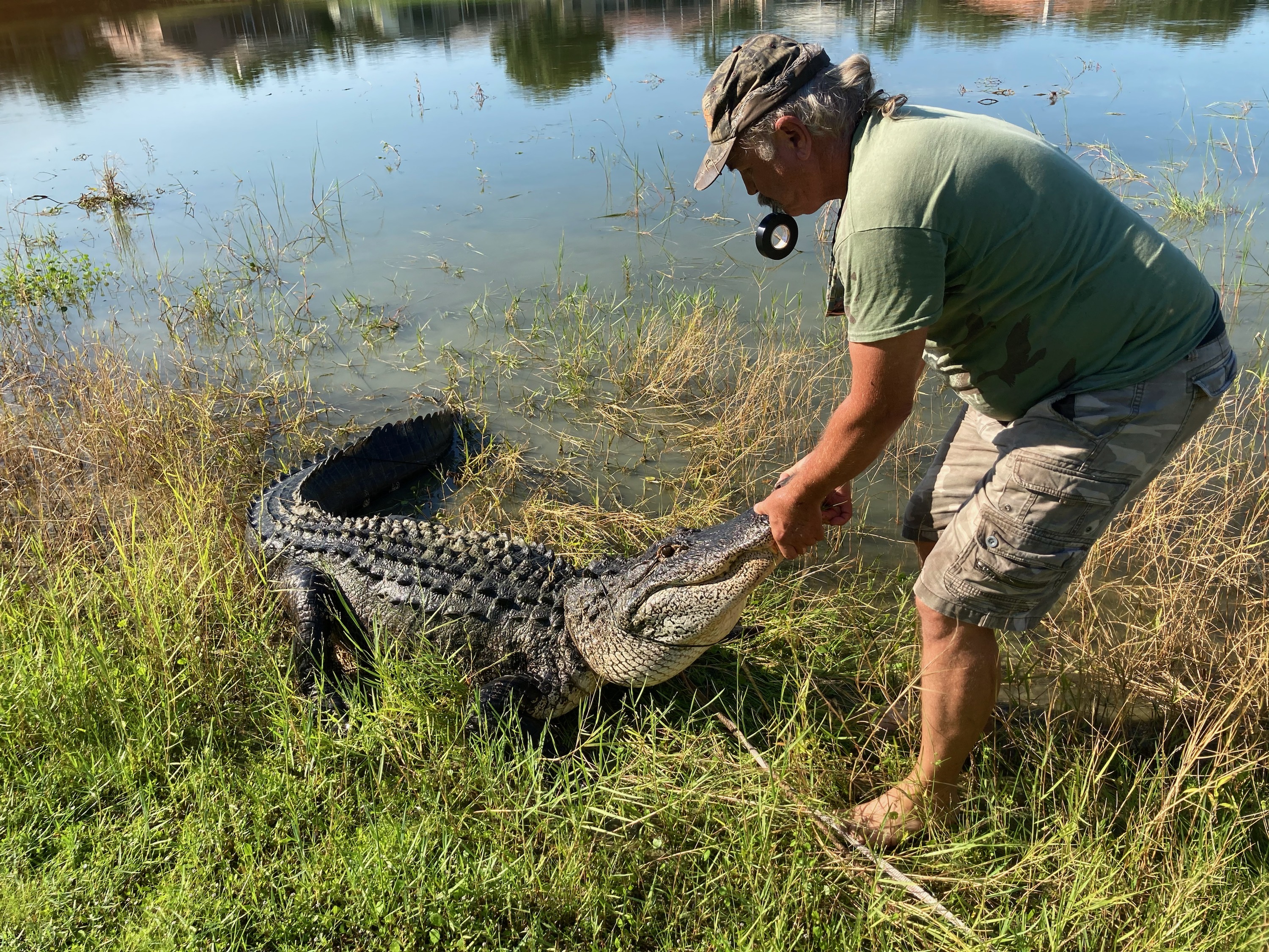 Fighting Alligators For A Living