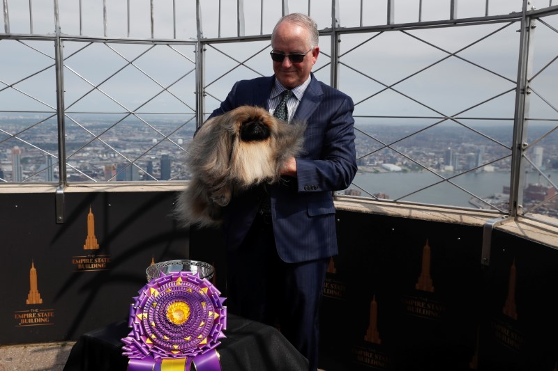 Wasabi The Pekingese Dog / Wasabi the Pekingese wins Best in Show at