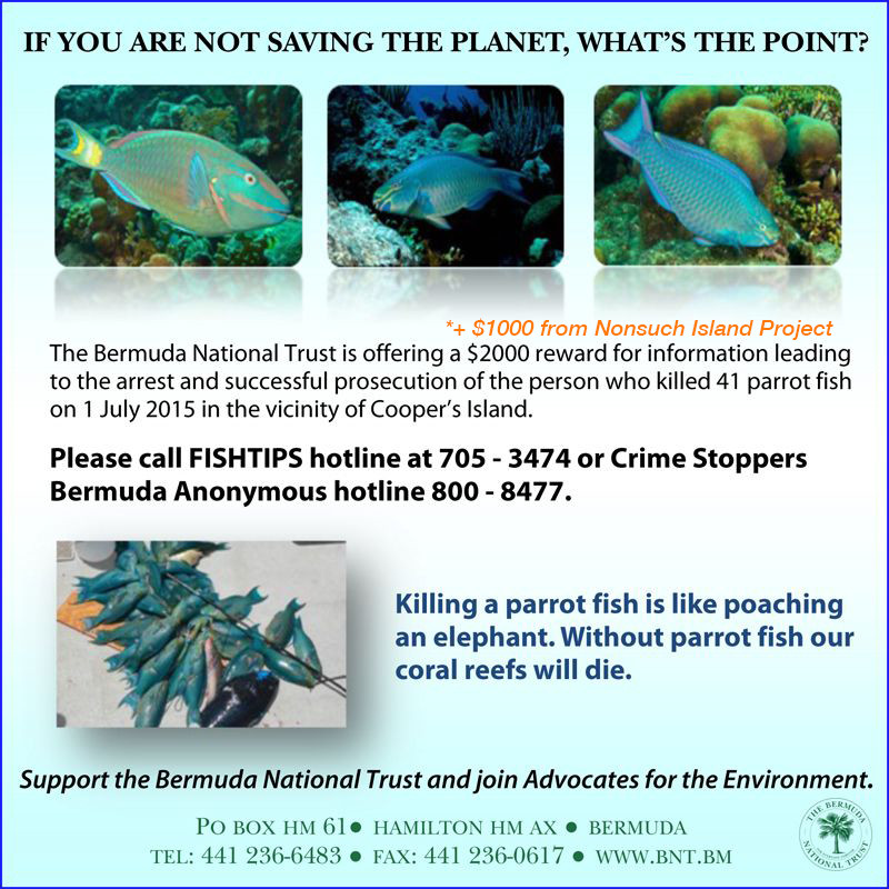 3000 Reward Parrotfish Poaching Information Bernews