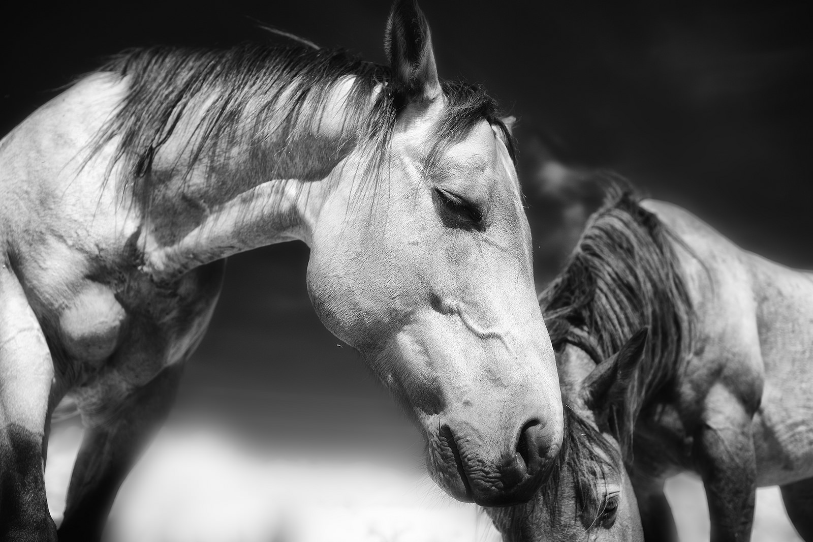 Do Horses Have Emotions?