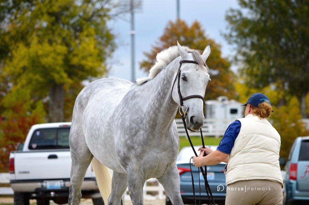 How to Manage a Hot Horse