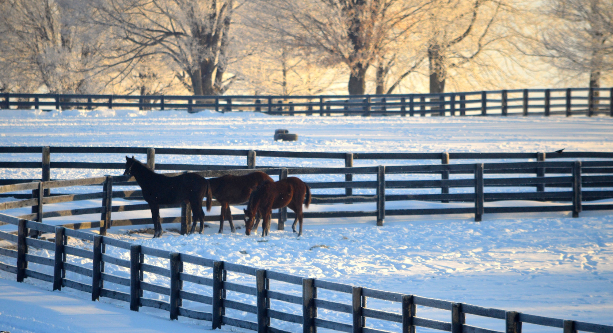 The Best Places to Horse in the USA