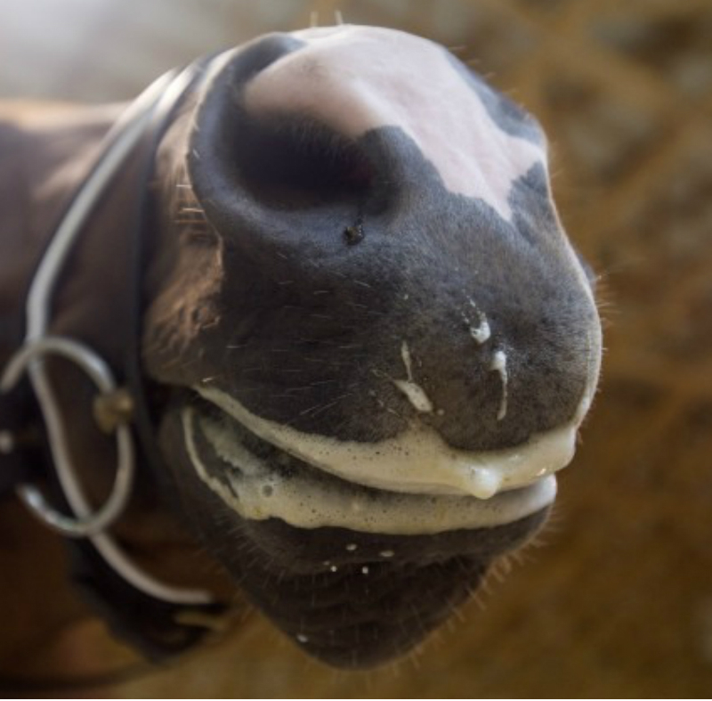 Horse Health Myths and Legends