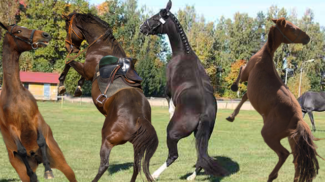 5 Winter Horse Sports that Haven't Been Invented Yet (But Totally Should)