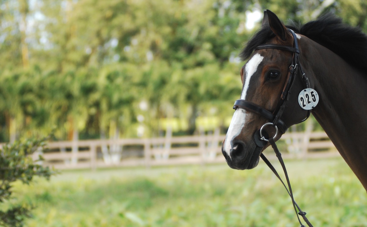 Alfalfa Is Not the Worst and Other Astonishing Revelations