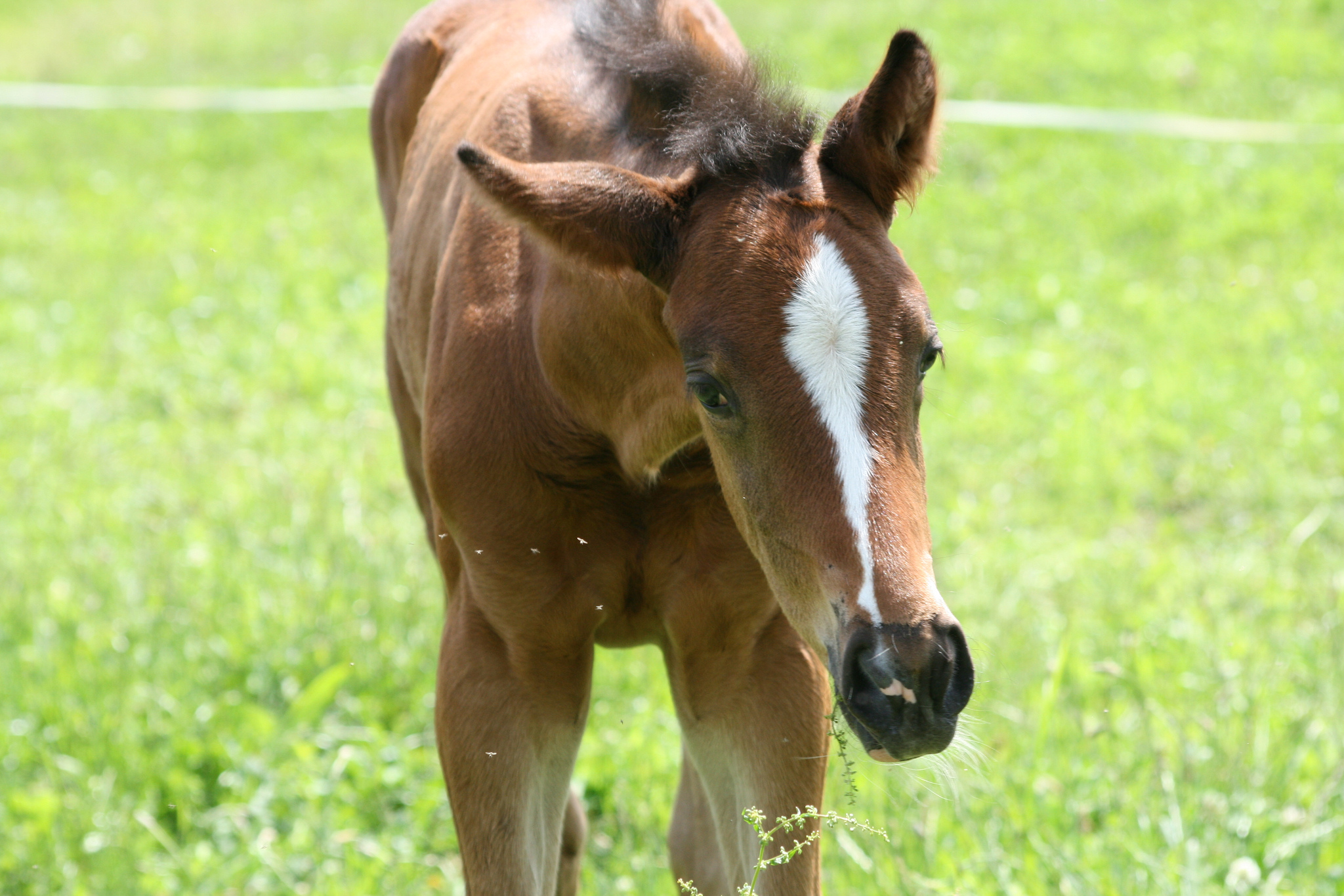 Caring For the Orphan Foal