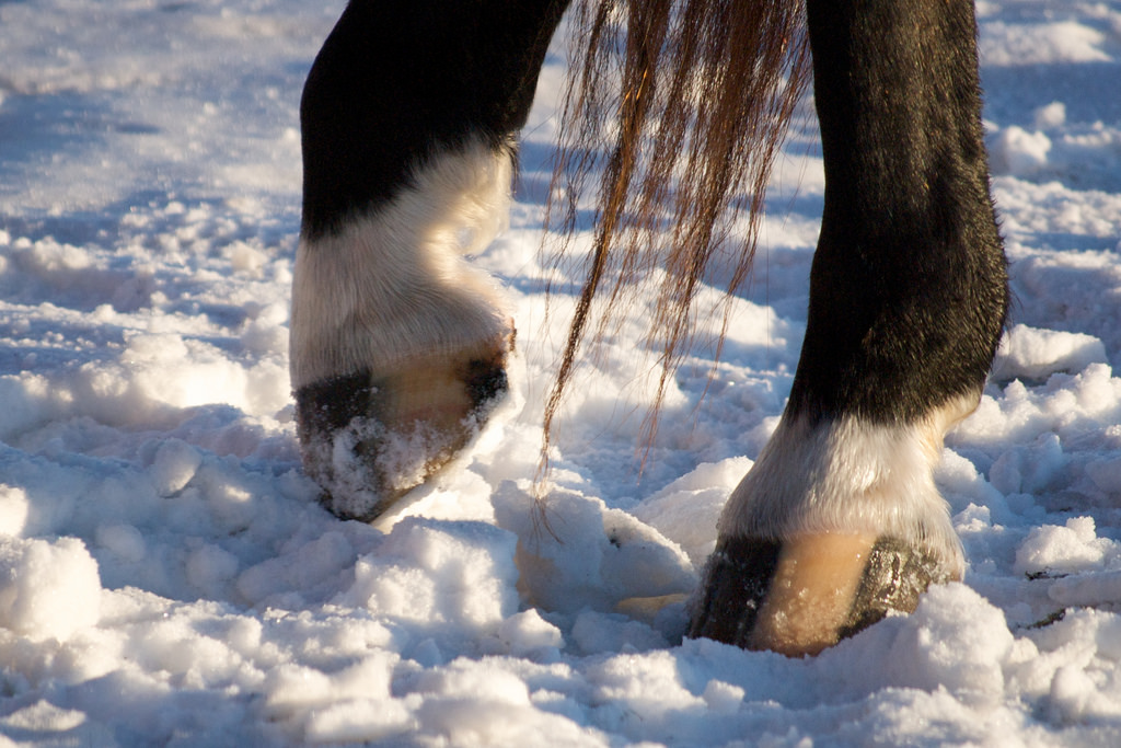 Combating Winter Laminitis