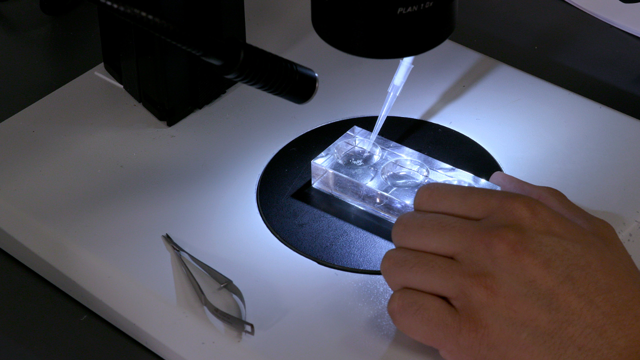 Dissection of Drosophila melanogaster Third Instar Larval Brain for