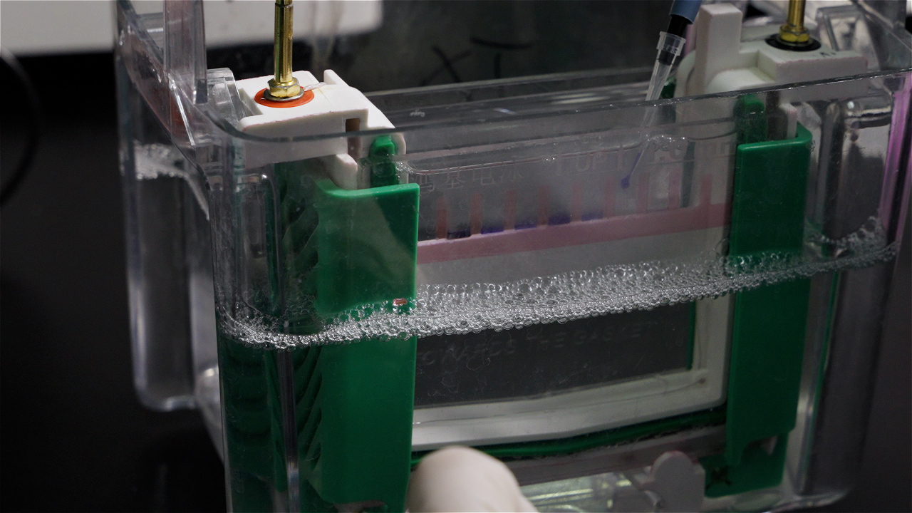 Analyzing Protein Expression in Salidroside Treated MCF7 Cells by