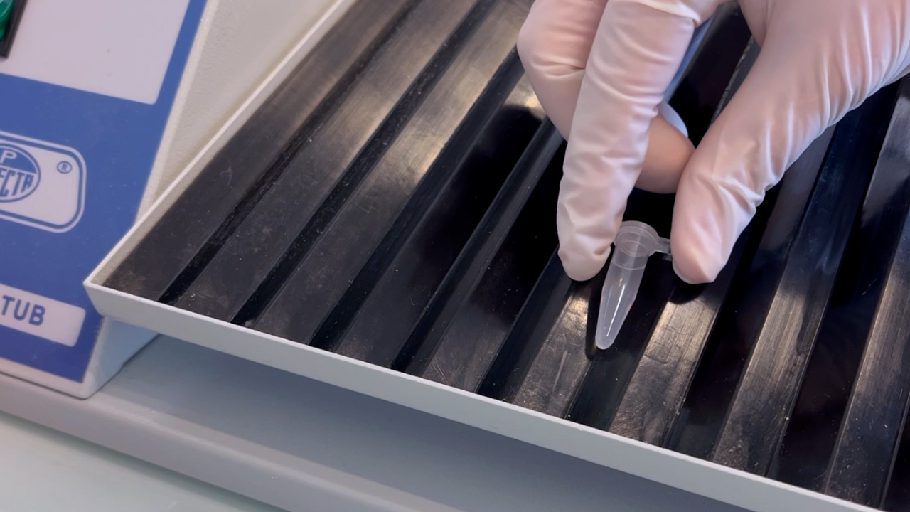 Dissection and Preparation of Wing Discs and Adult Muscles from