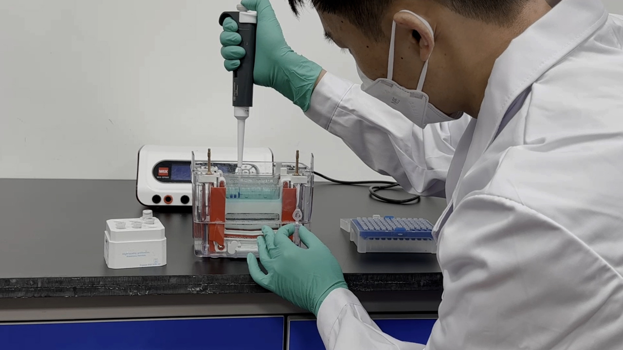 Western Blot Analyses of FAM83A Knocked Down Human Cervical Cancer Cells