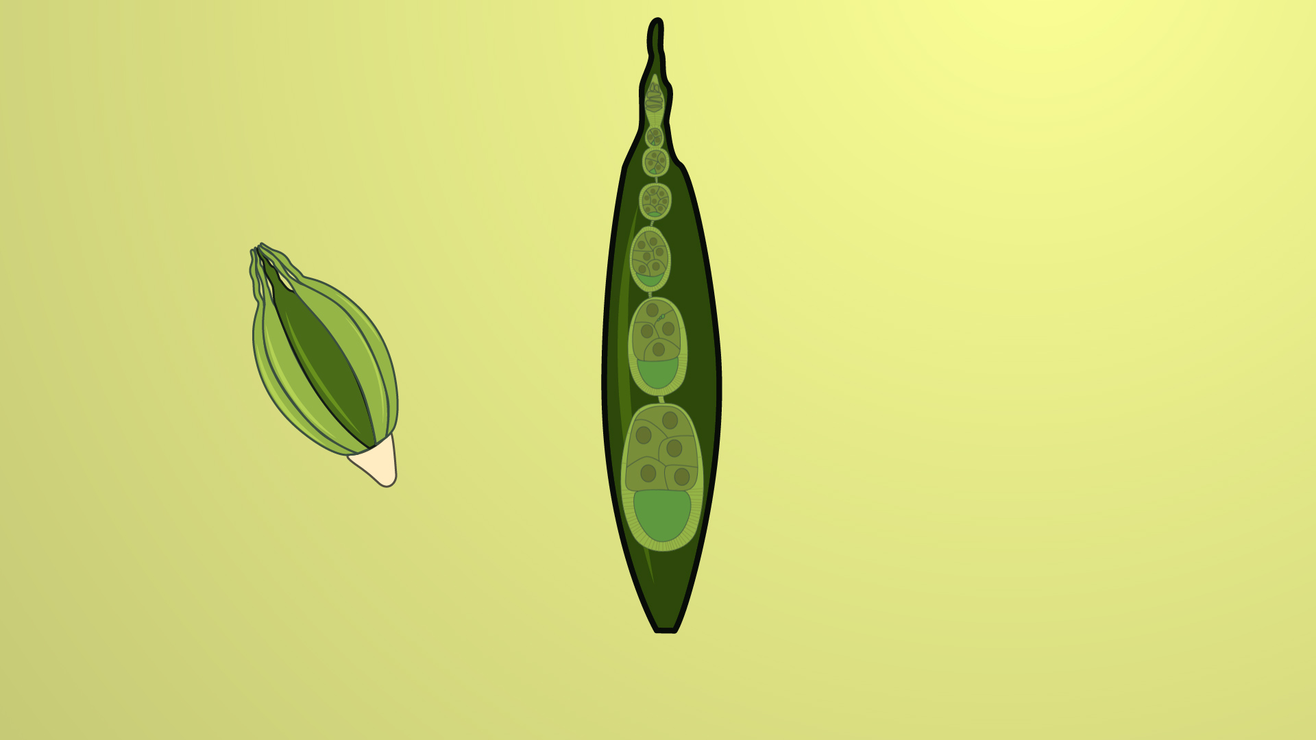 Drosophila melanogaster Ovary Dissection A Technique for Ex Vivo