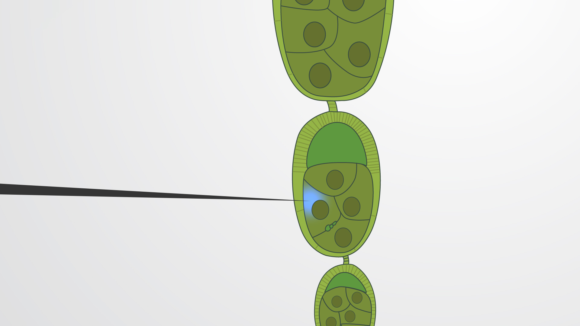 Drosophila Embryo Injection