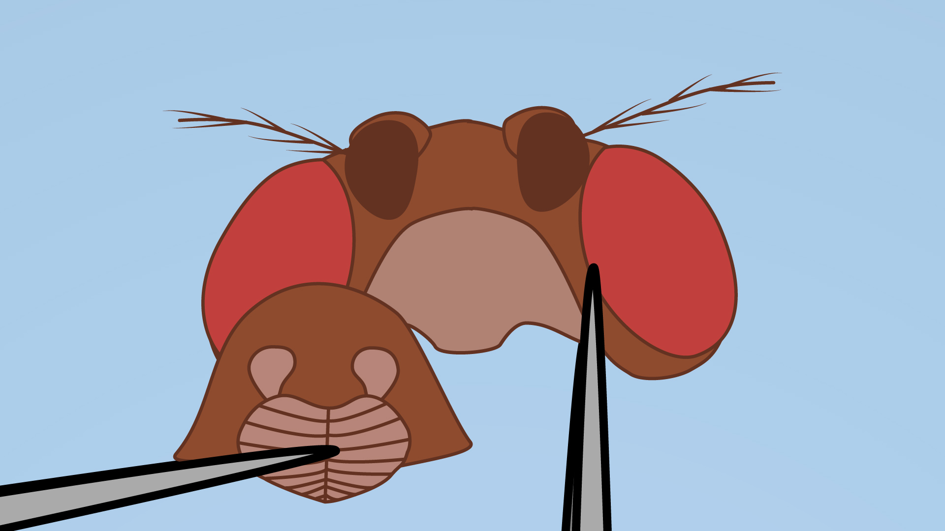Drosophila Adult Brain Dissection A Method in Fly Neurobiology