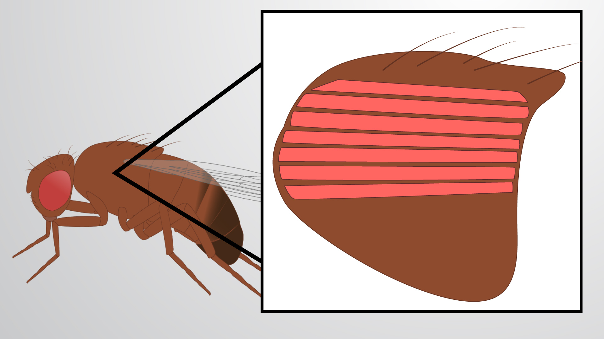Drosophila Late Pupa Indirect Flight Muscle (IFM) Dissection A Method