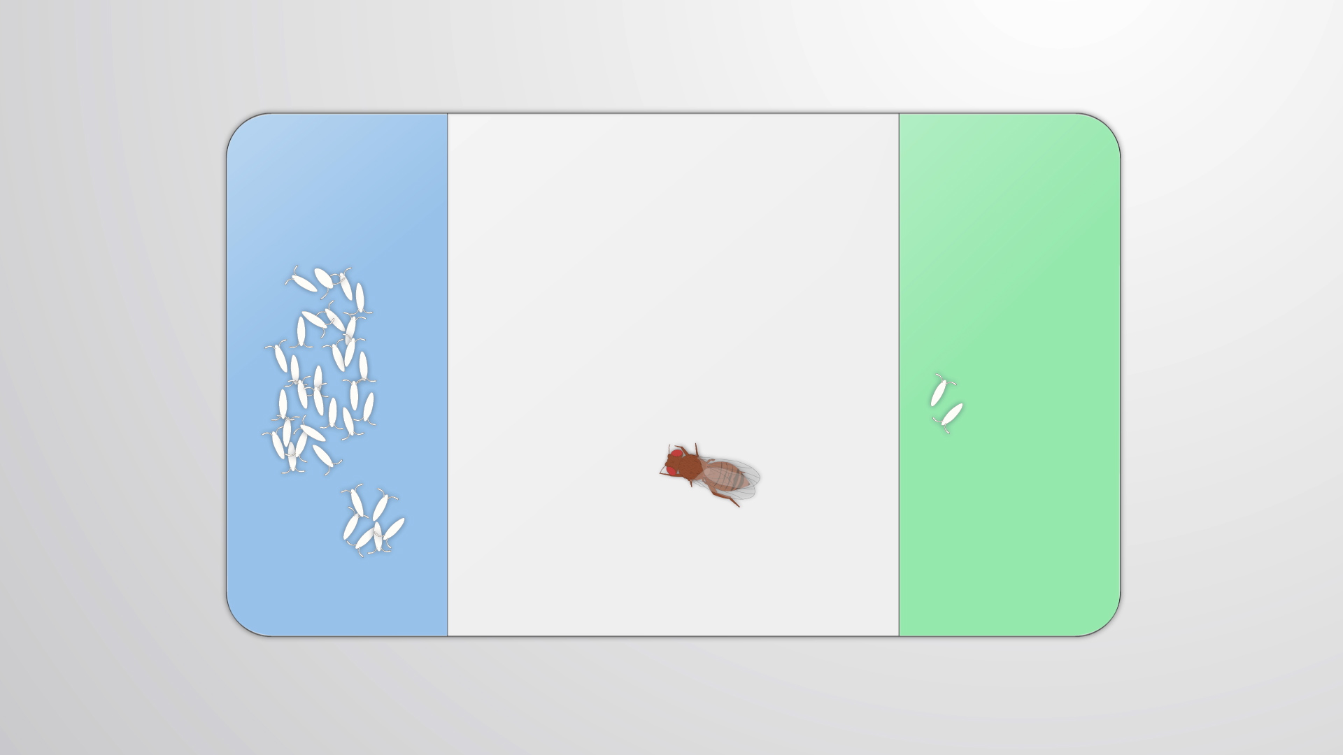 Drosophila EggLaying Preference Assay A Method to Test Decision