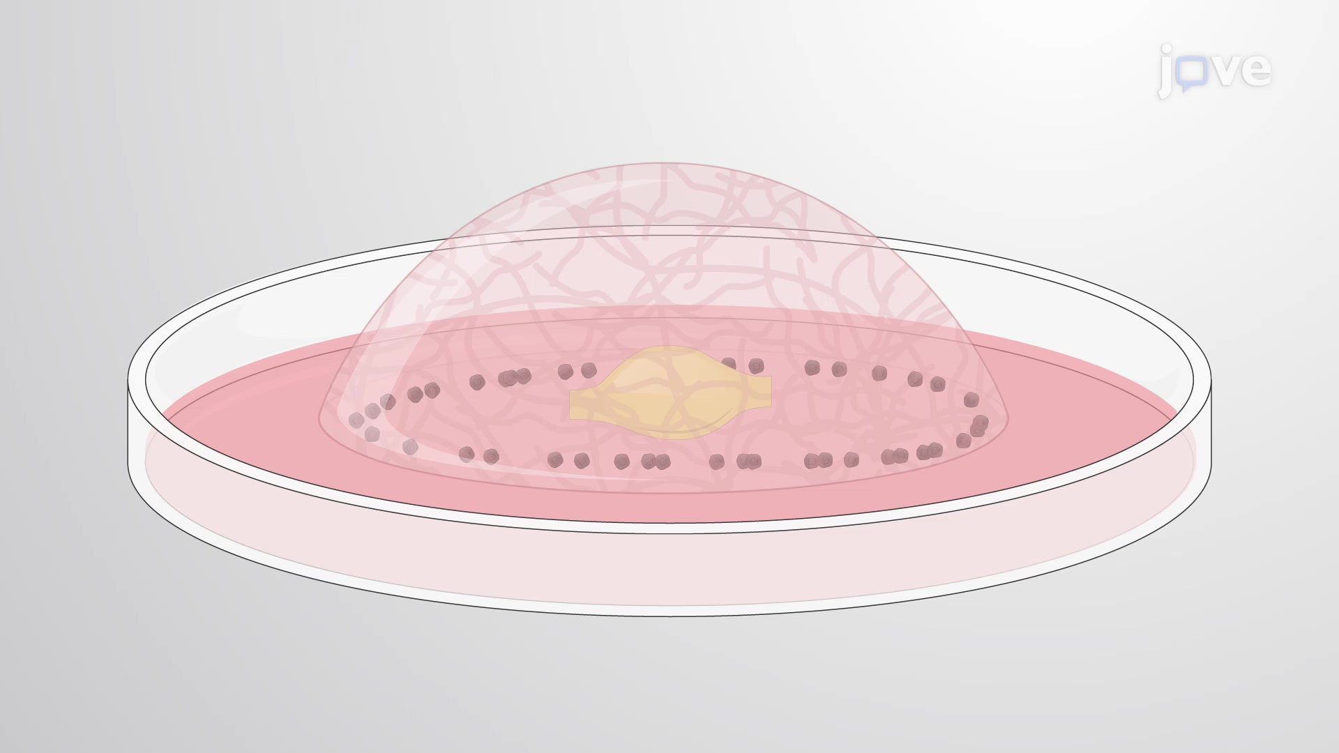 Modeling Cancerous Neural Invasion In Vitro A Method to Coculture