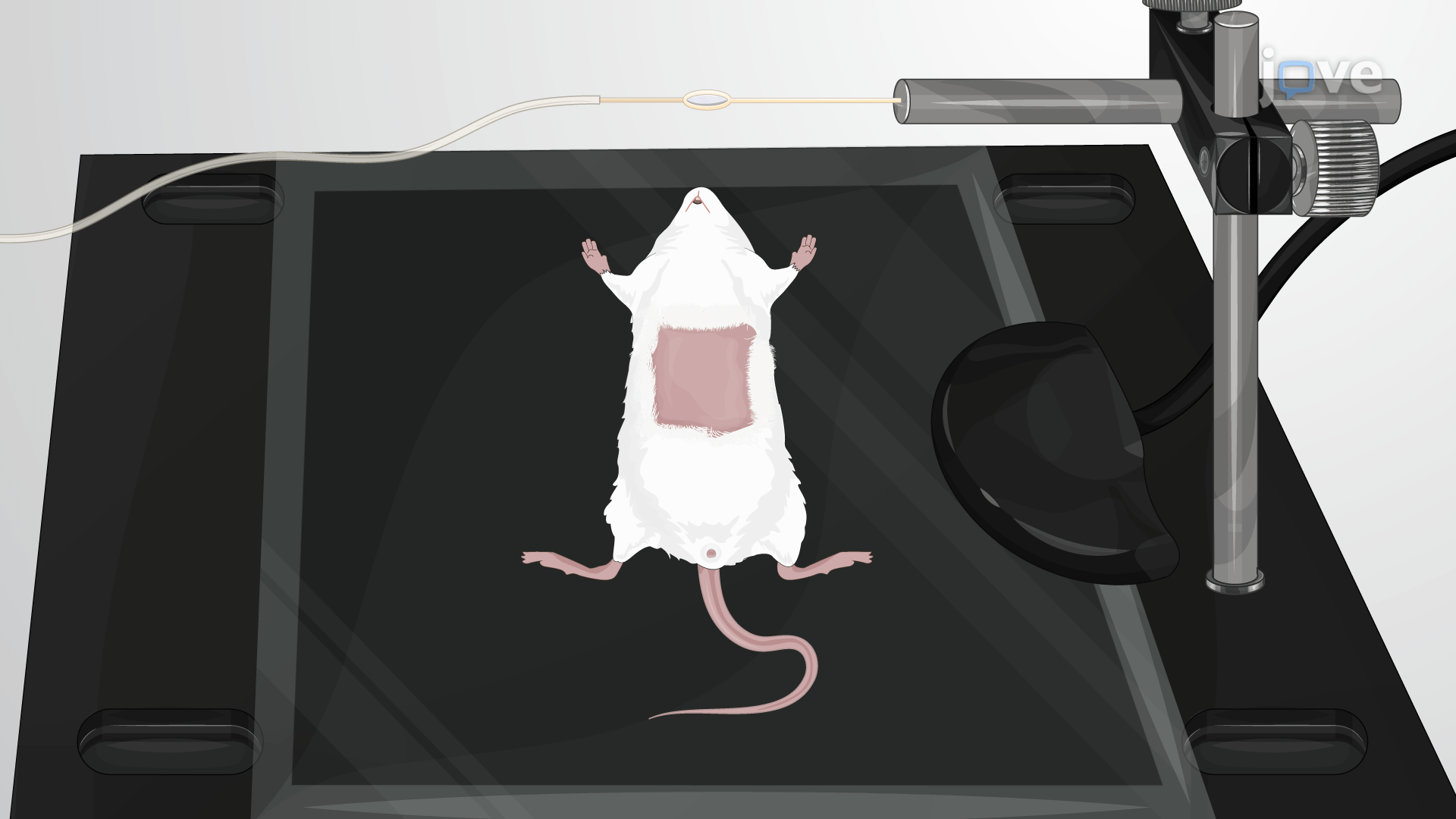 Imaging Fixture Supported Mouse Liver Staging for Multiphoton