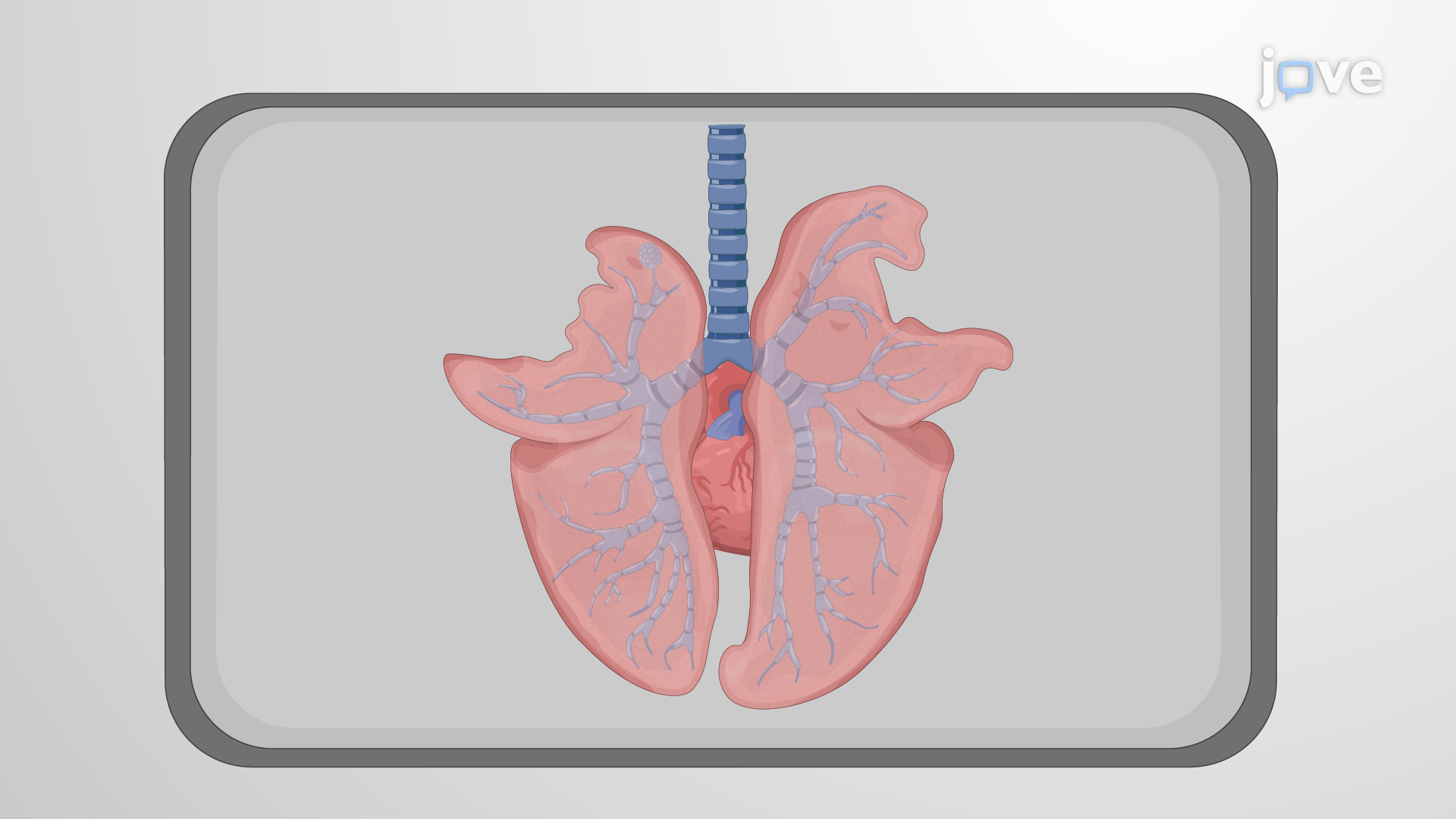 Pig Bronchiolar Tissue Extraction A Procedure to Dissect Bronchiolar