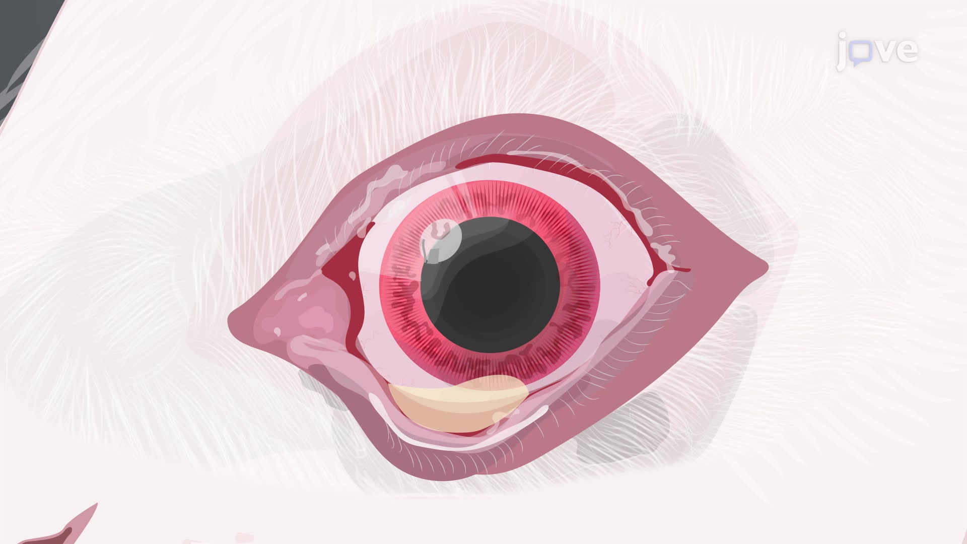Nictitating Membrane Removal A Surgical Procedure to Remove