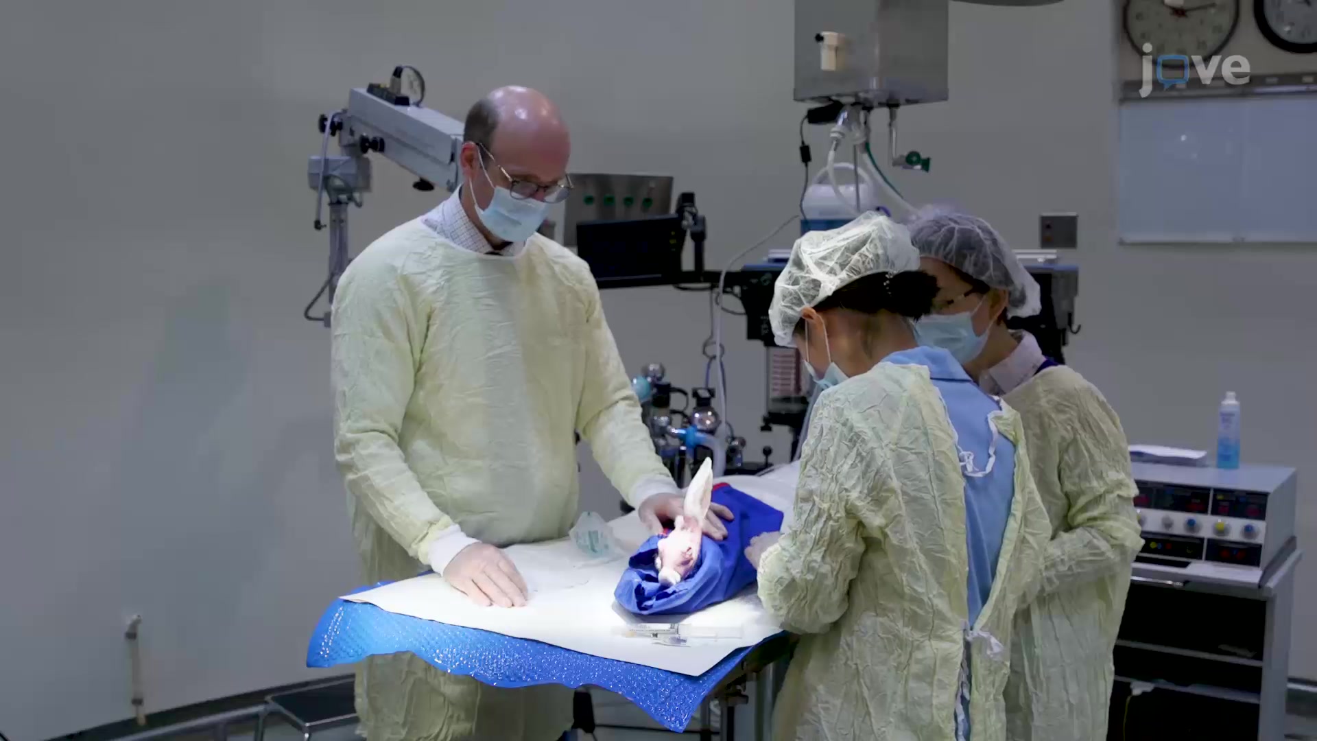 Nictitating Membrane Removal A Surgical Procedure to Remove